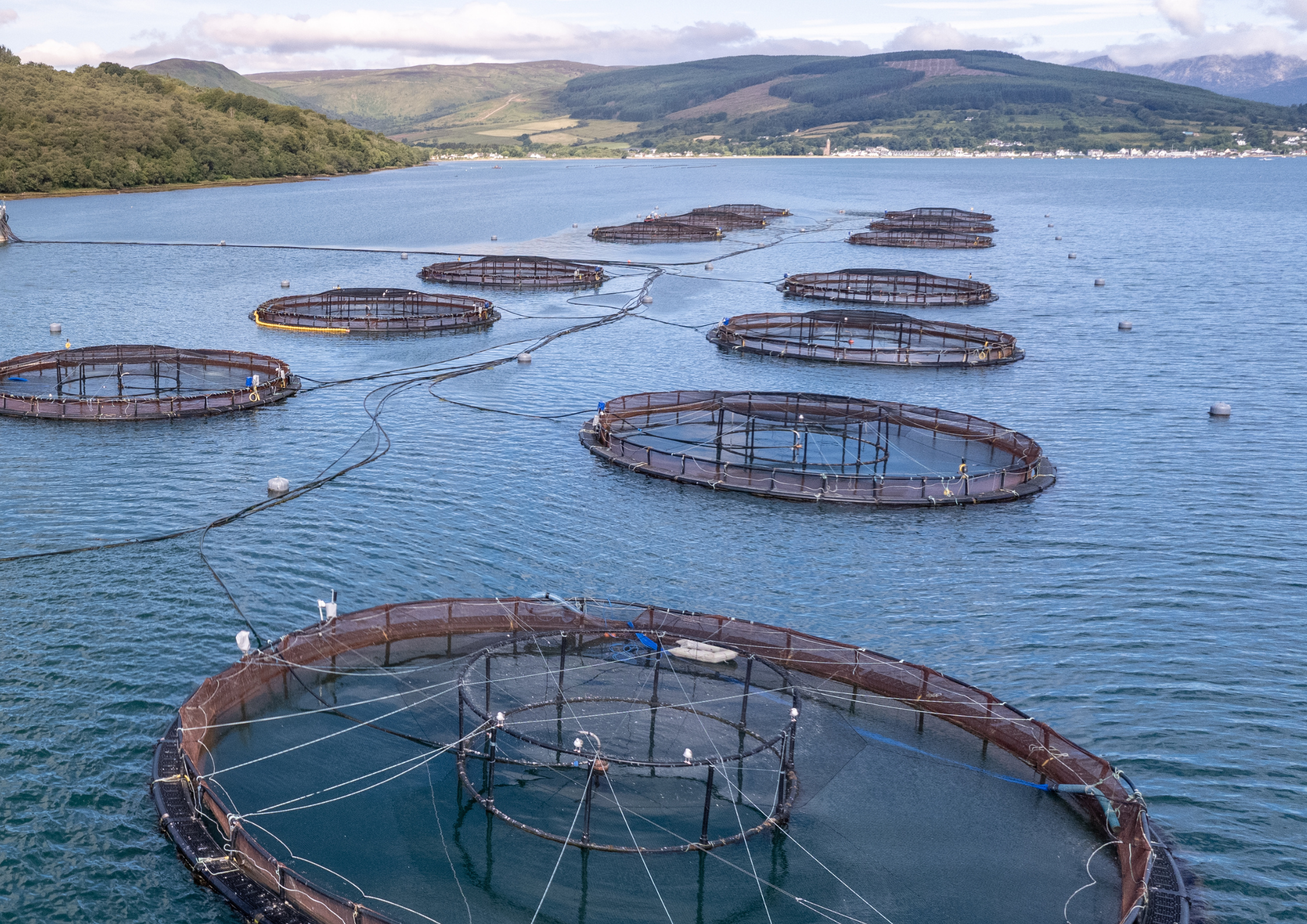 saumon sauvage vs élevage qualité