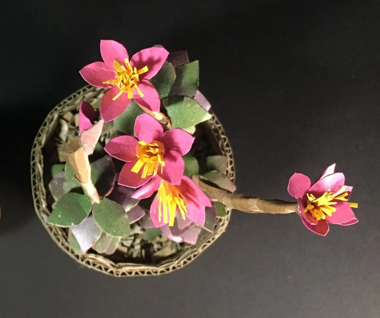 Sunrise Succulent Flowering Detail | Anacampseros Telephiastrum Variegata