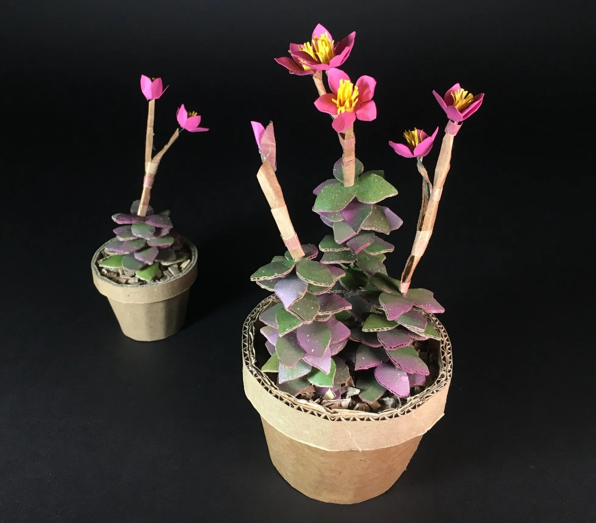 Sunrise Succulent | Anacampseros Telephiastrum Variegata