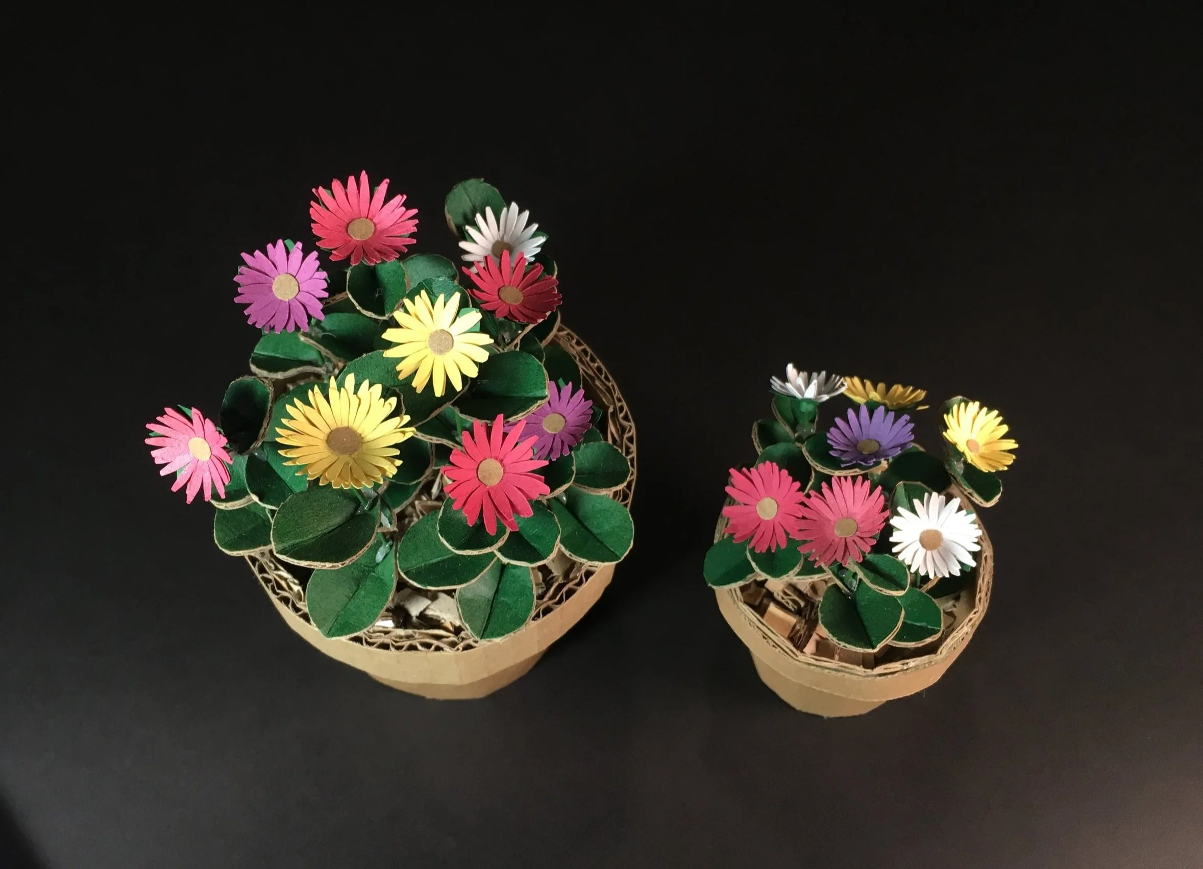 Livingstone Daisy | Dorotheanthus Bellidiformis 