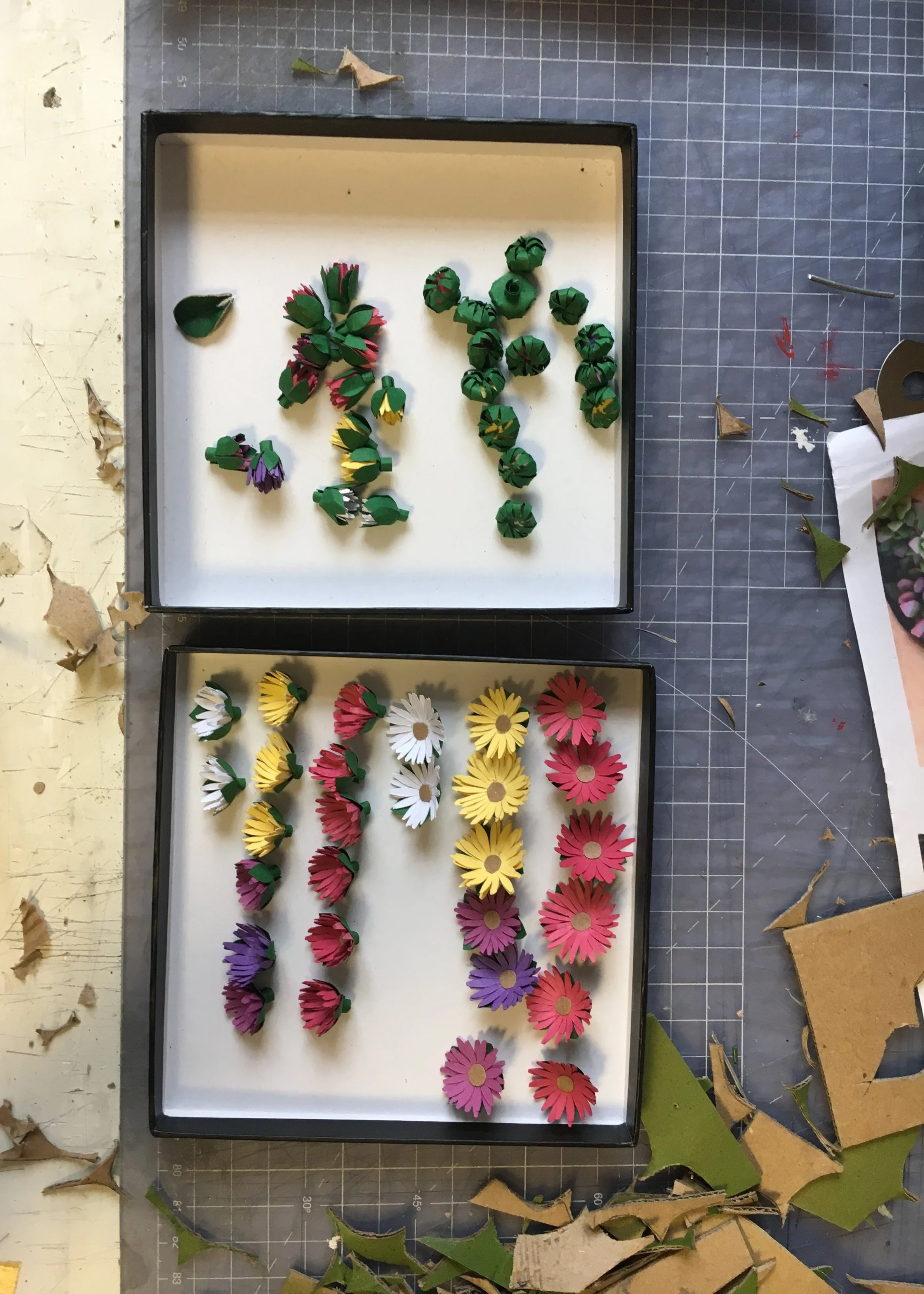 Stages of Flowering - Livingstone Daisy | Dorotheanthus Bellidiformis 