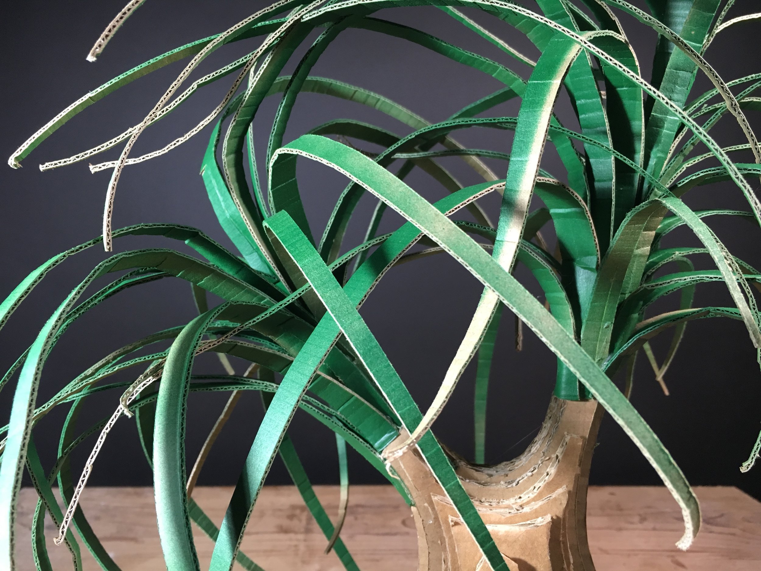 Ponytail Palm | Nolina Recurvata