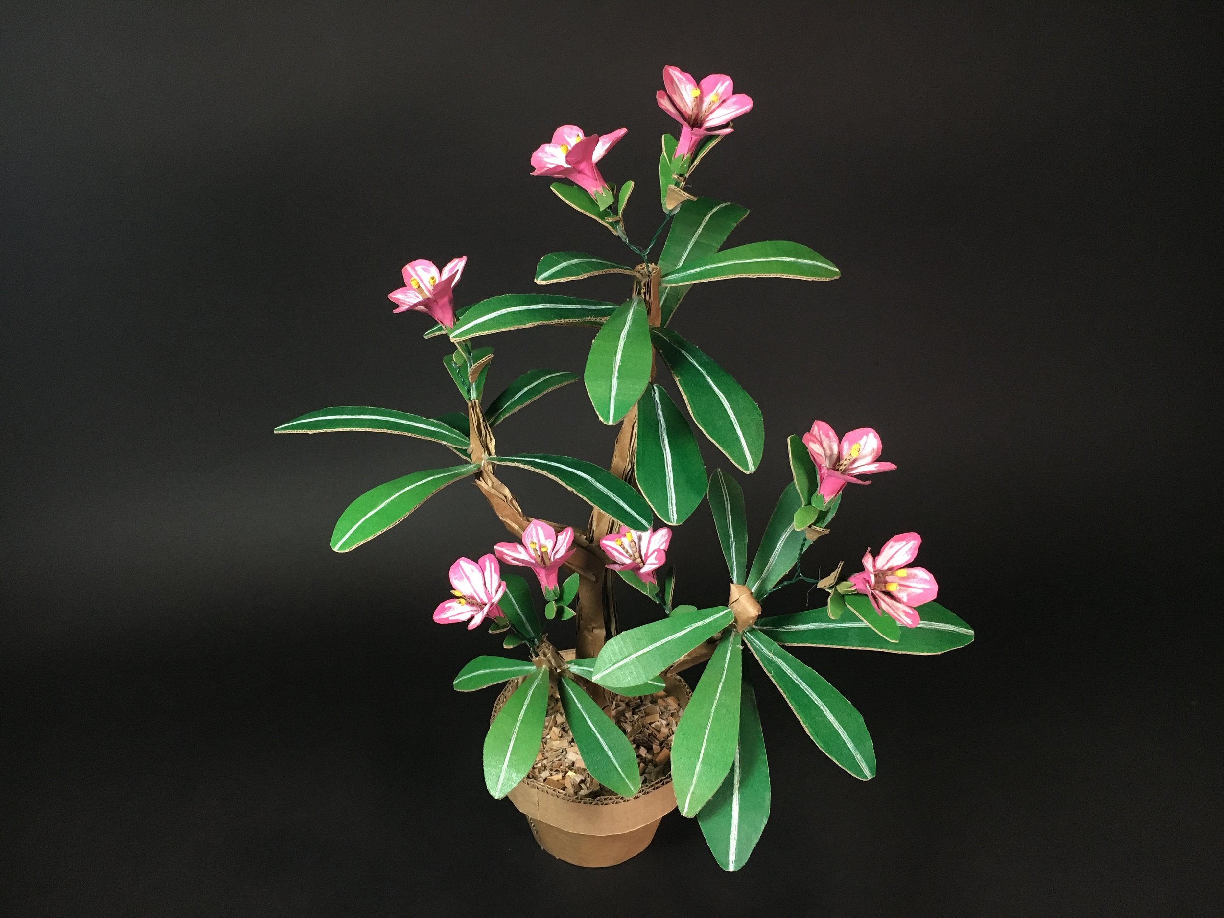 Desert Rose | Adenium Obesum Cristata 