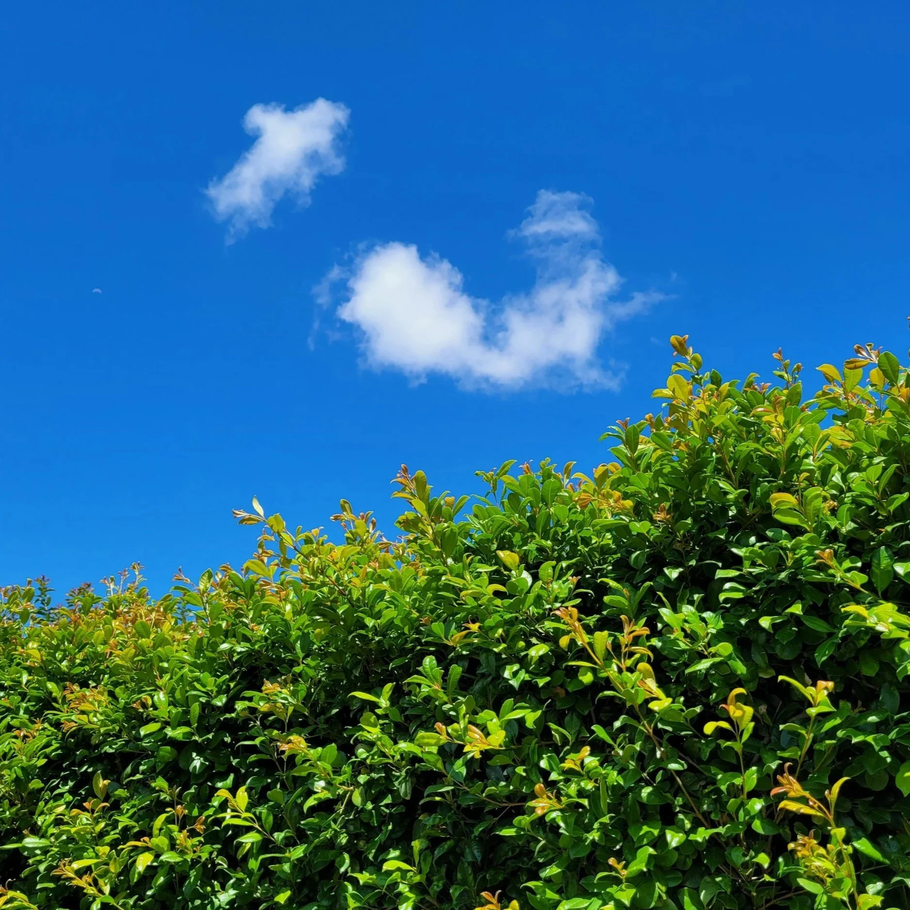 Maintaining Curb Appeal with Precision Hedge Trimming