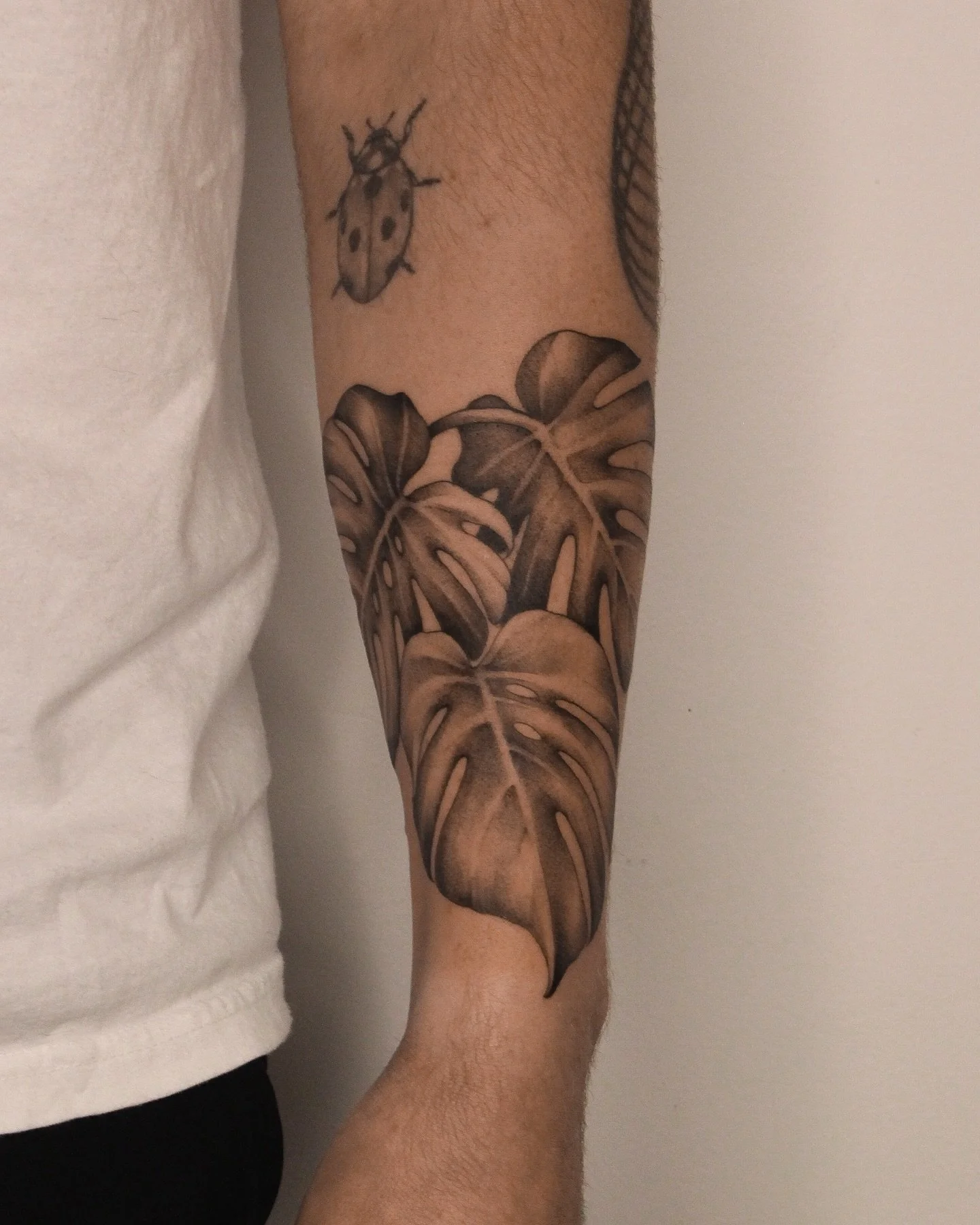 Remember when we were in lockdown, and we all became obsessed with plants. Good times.

Monstera leaves partial forearm wrap done in Calgary, Alberta @burrow.yyc 

#calgarytattooshop #plantlover 
Plant tattoos house plants monstera deliciosa rare pla