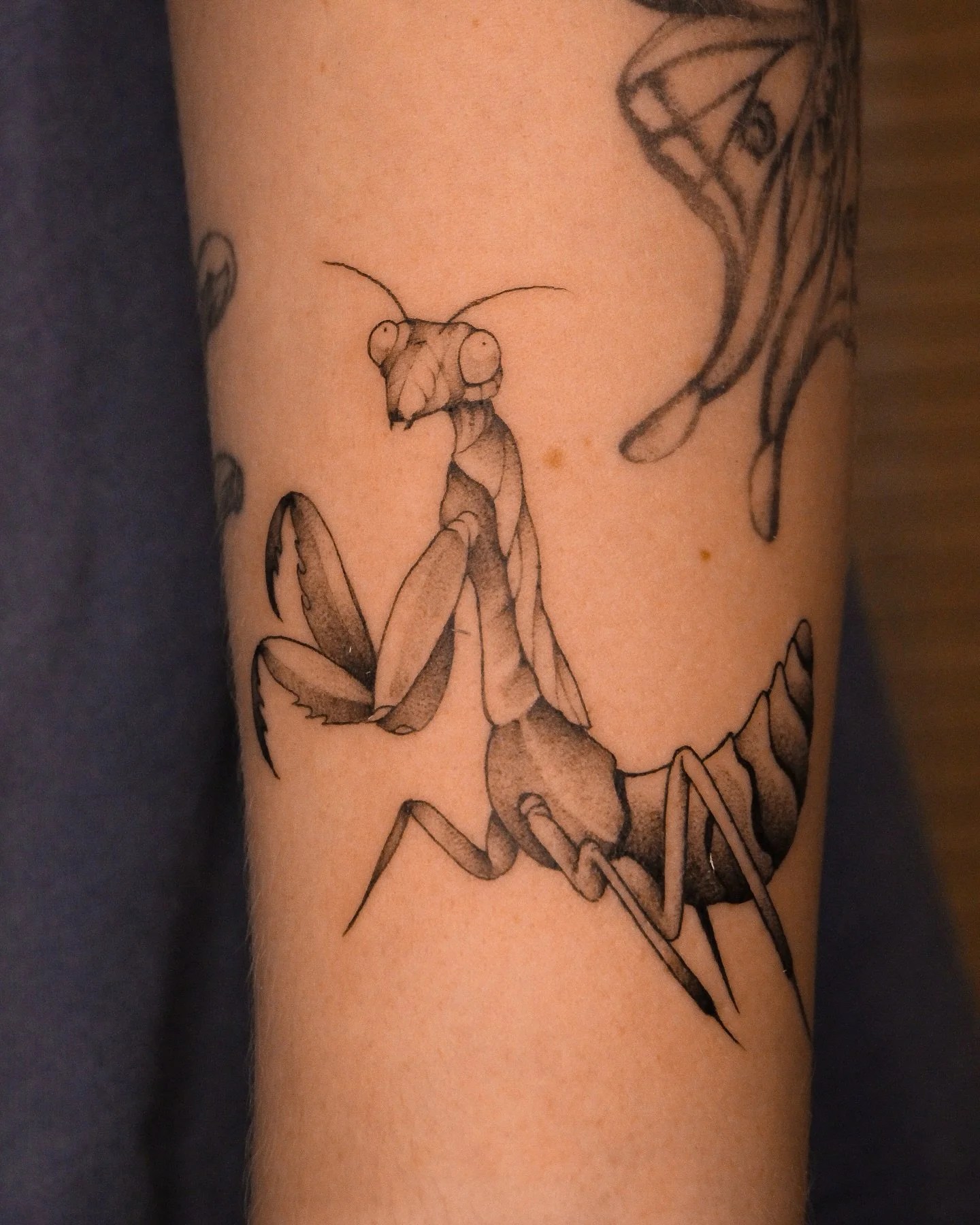 In grade 3 our class pet was a praying mantis egg sac. It hatches to hundreds of tiny baby mantis.
As 7 year olds we were prepared for the carnage that comes when the egg was to hatch. Our teacher explained to us that amongst the baby praying mantis 