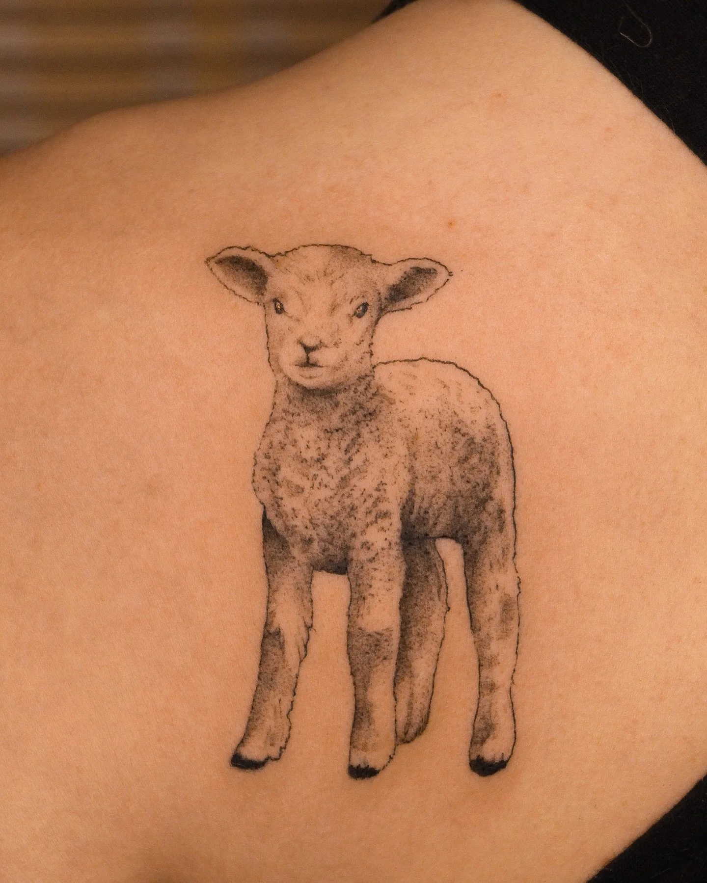 Well dang, lambs are kind of adorable. Thank you Genevieve for this piece, makes me want to only draw lambs for the next bit.

Fine line lamb tattoo done on the shoulder blade tattoo done @burrow.yyc 

I love doing nature tattoos especially animals, 