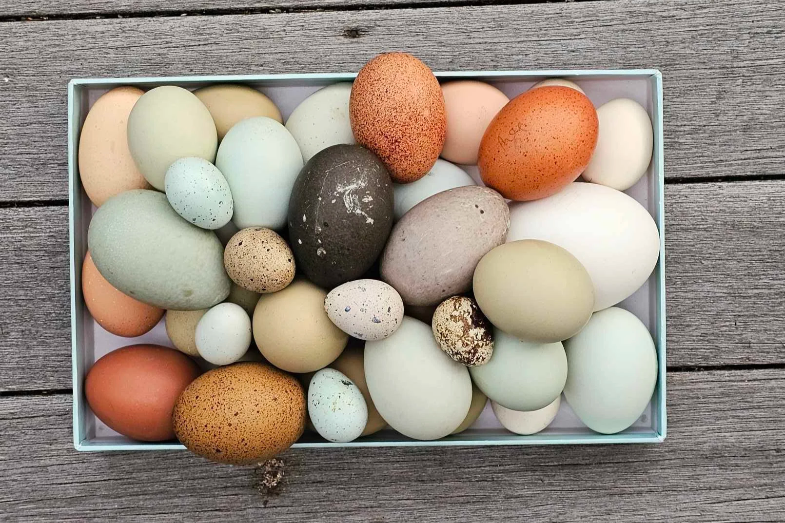 chicken duck quail hatching eggs