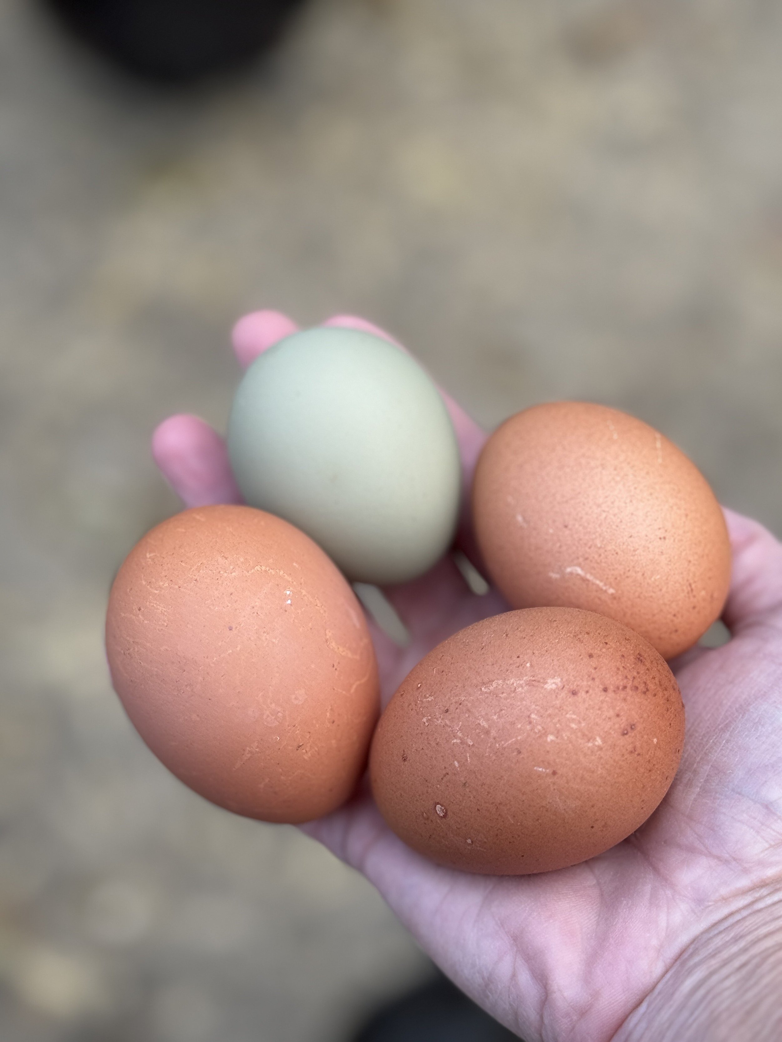Easter_Egger_Egg.jpg