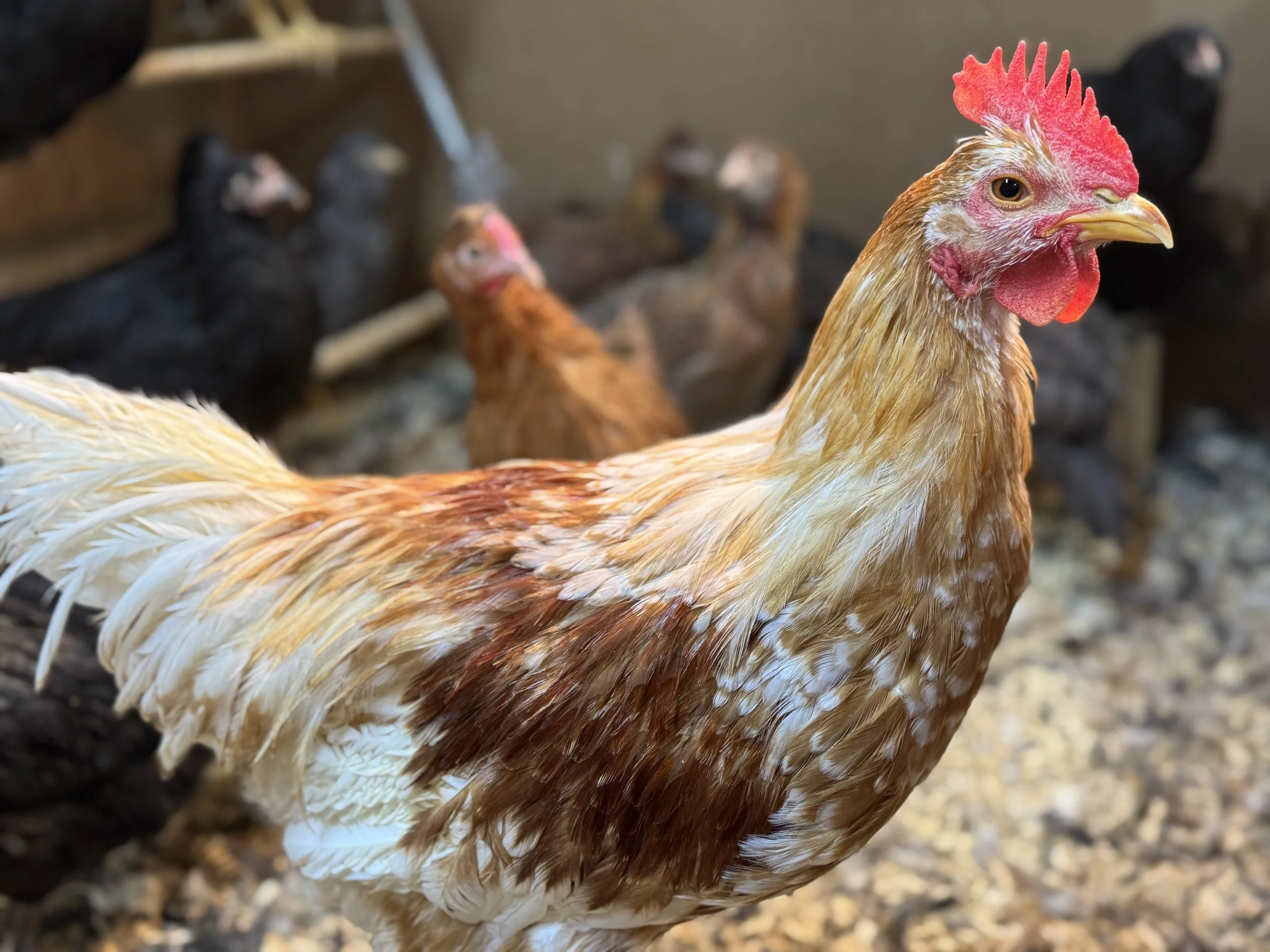 Chickens — Rare & Heritage Poultry, Chicks, Eggs & Feed | Sugar Feather ...