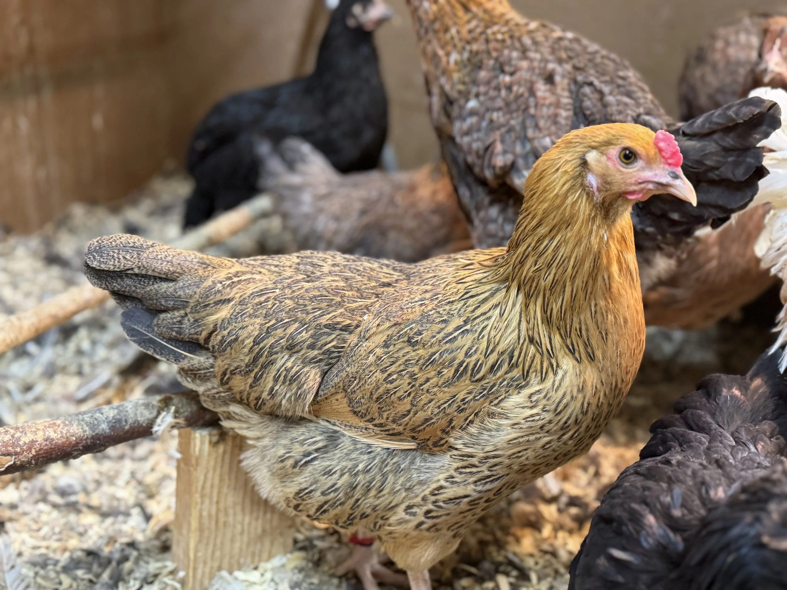 hedemora pullet.JPG