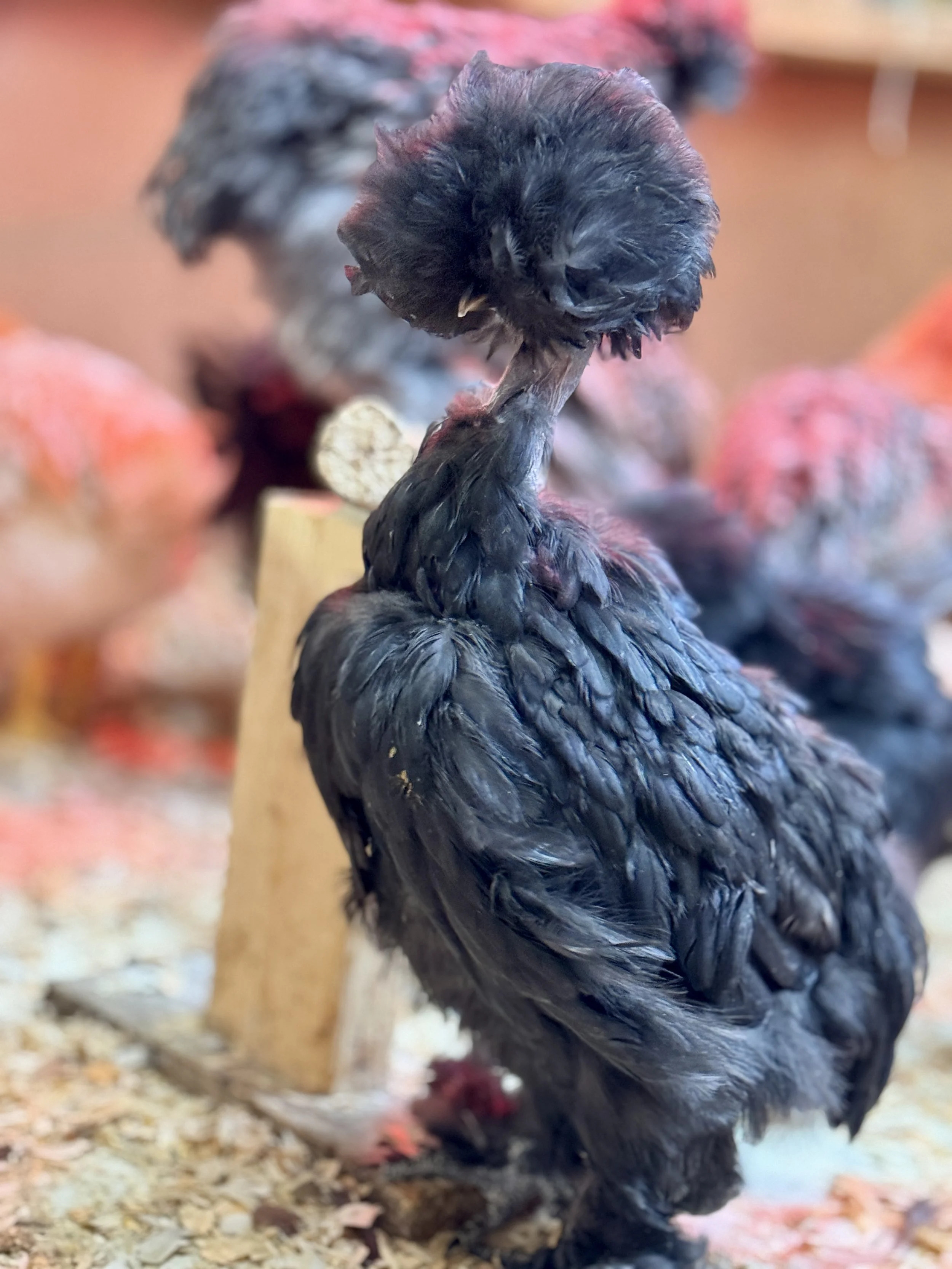 Silkie Showgirl Hen.JPG