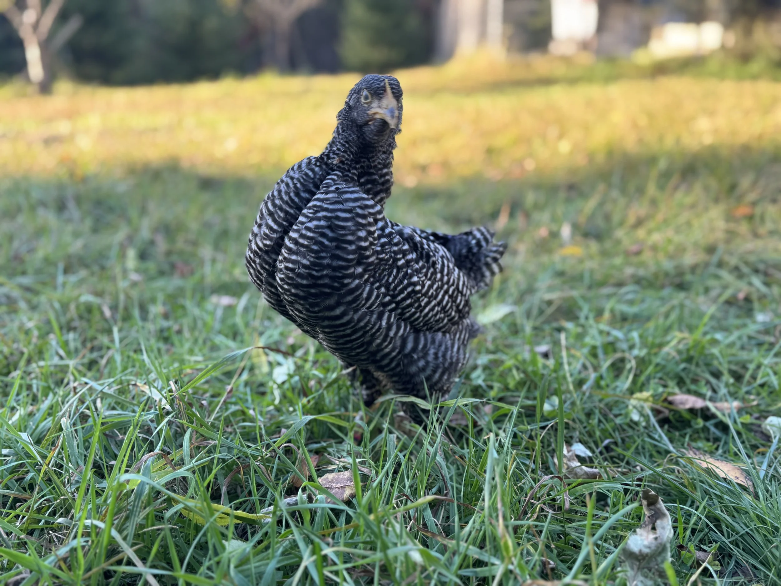 Plymouth_Barred_Rock_Pullet.JPG