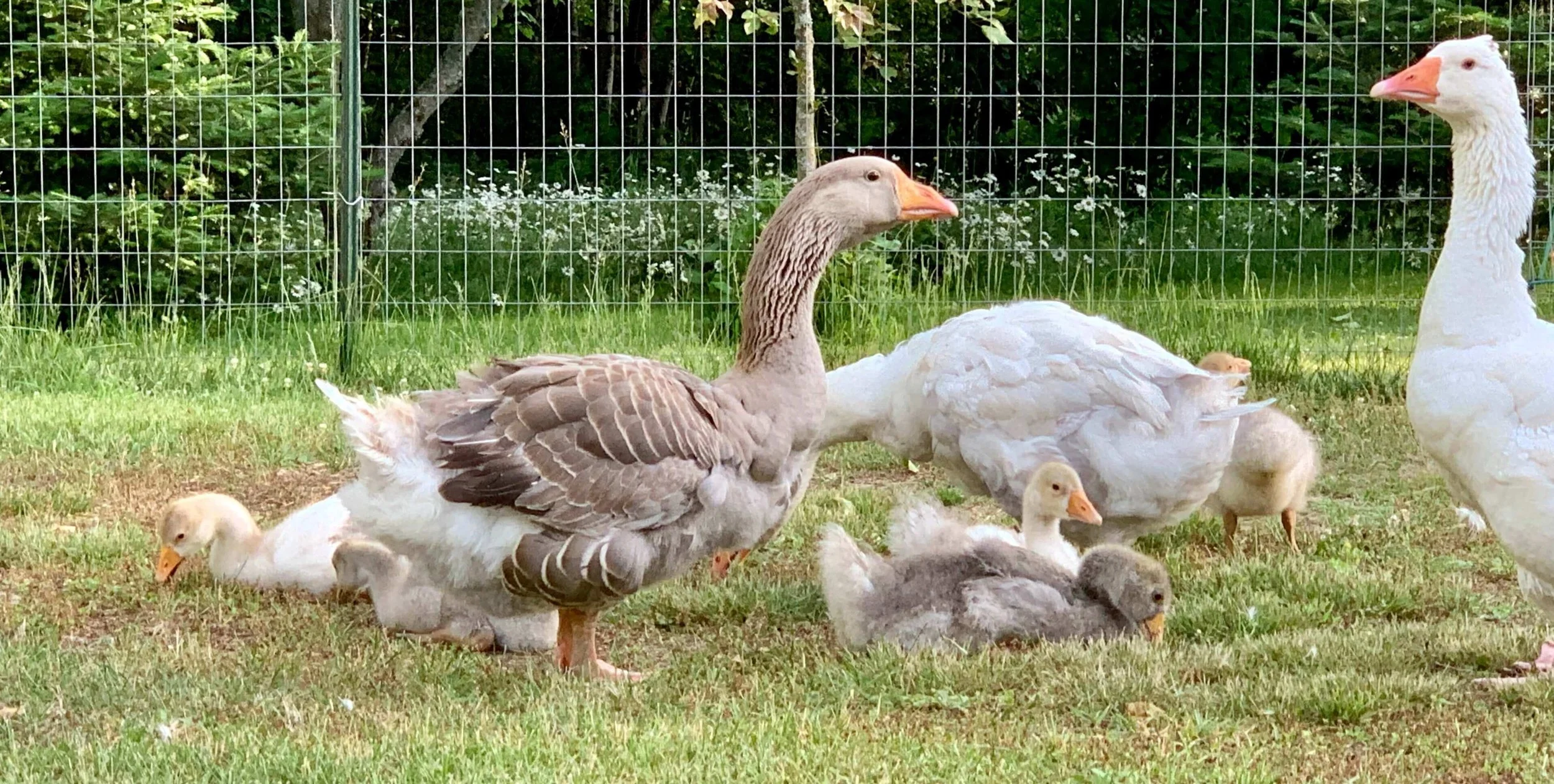 goslings and geese in field.jpg (Copy)