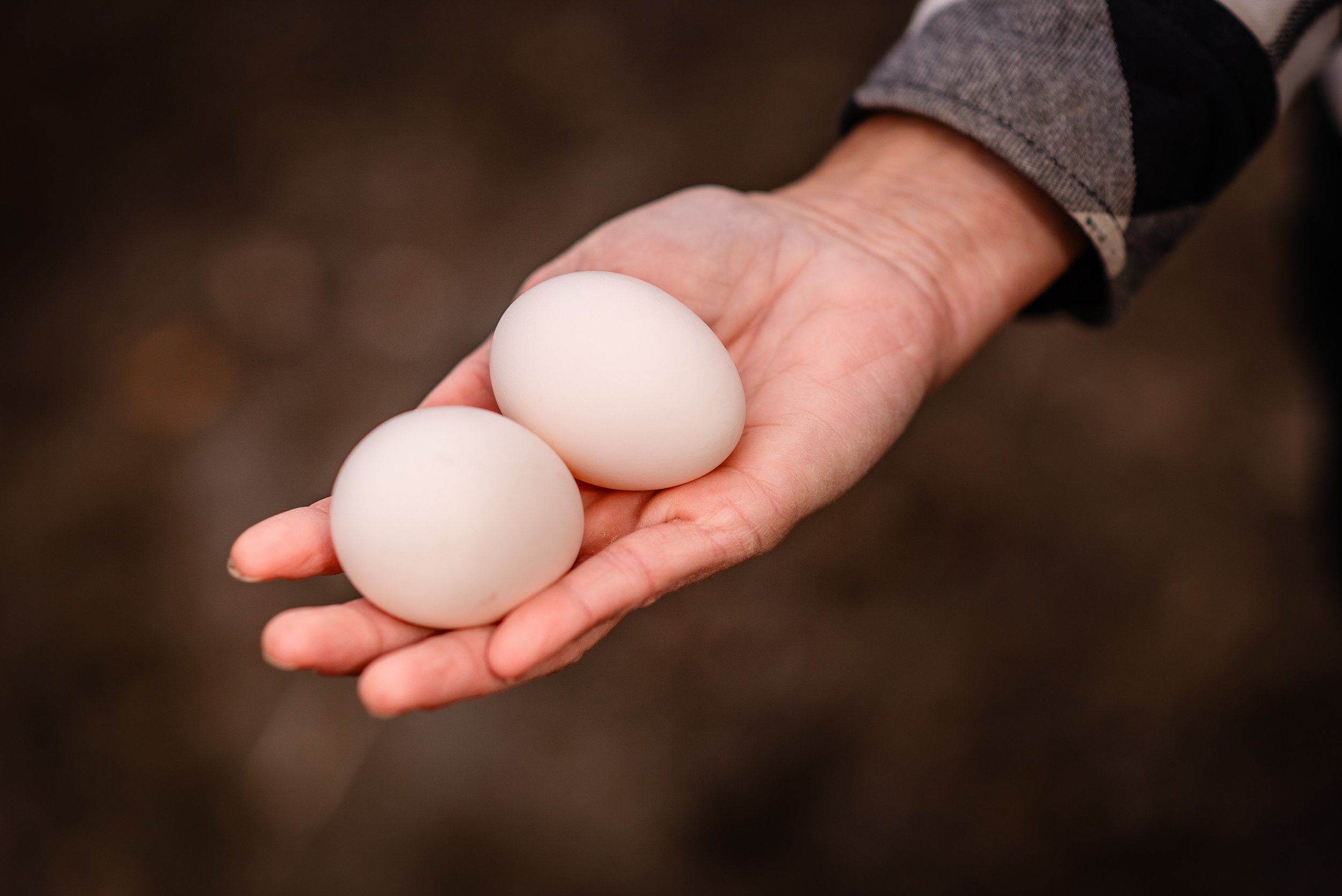 sanjack_eggs.jpg