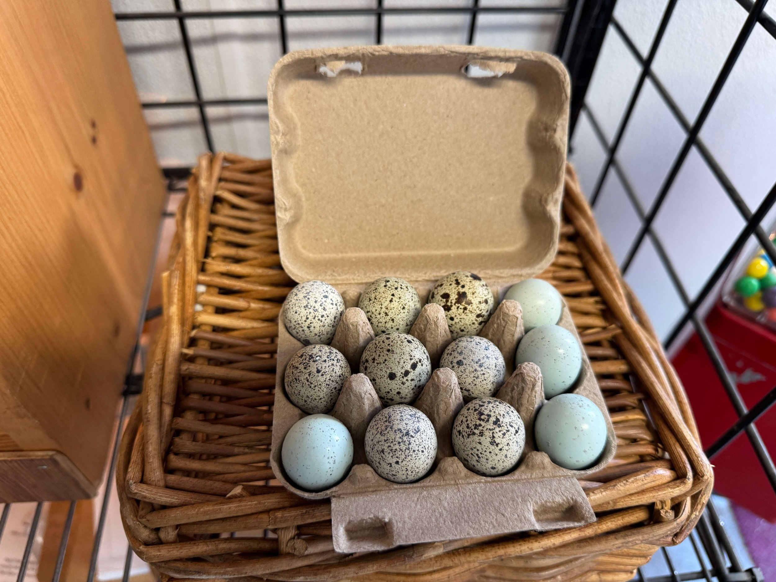 quaileggs.jpeg