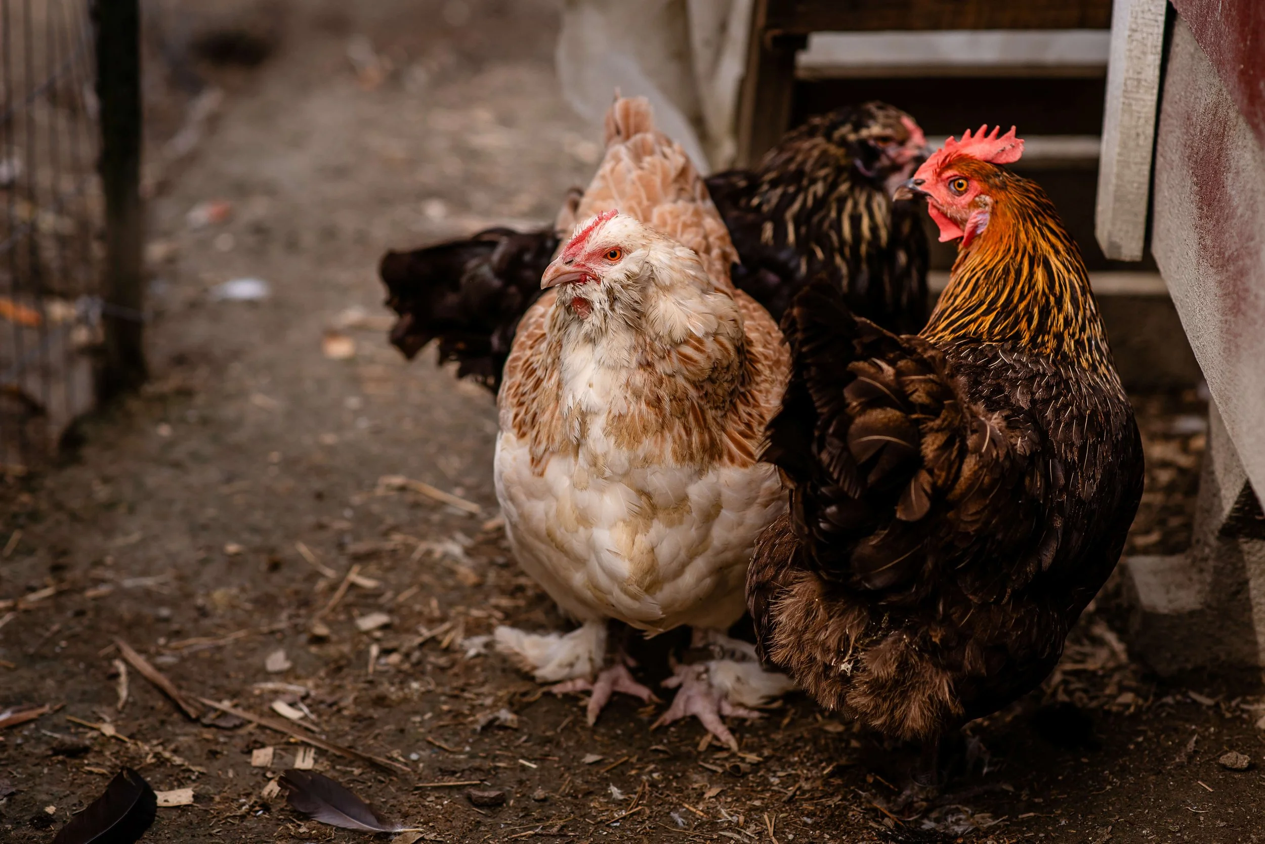 favacauna hens.jpg