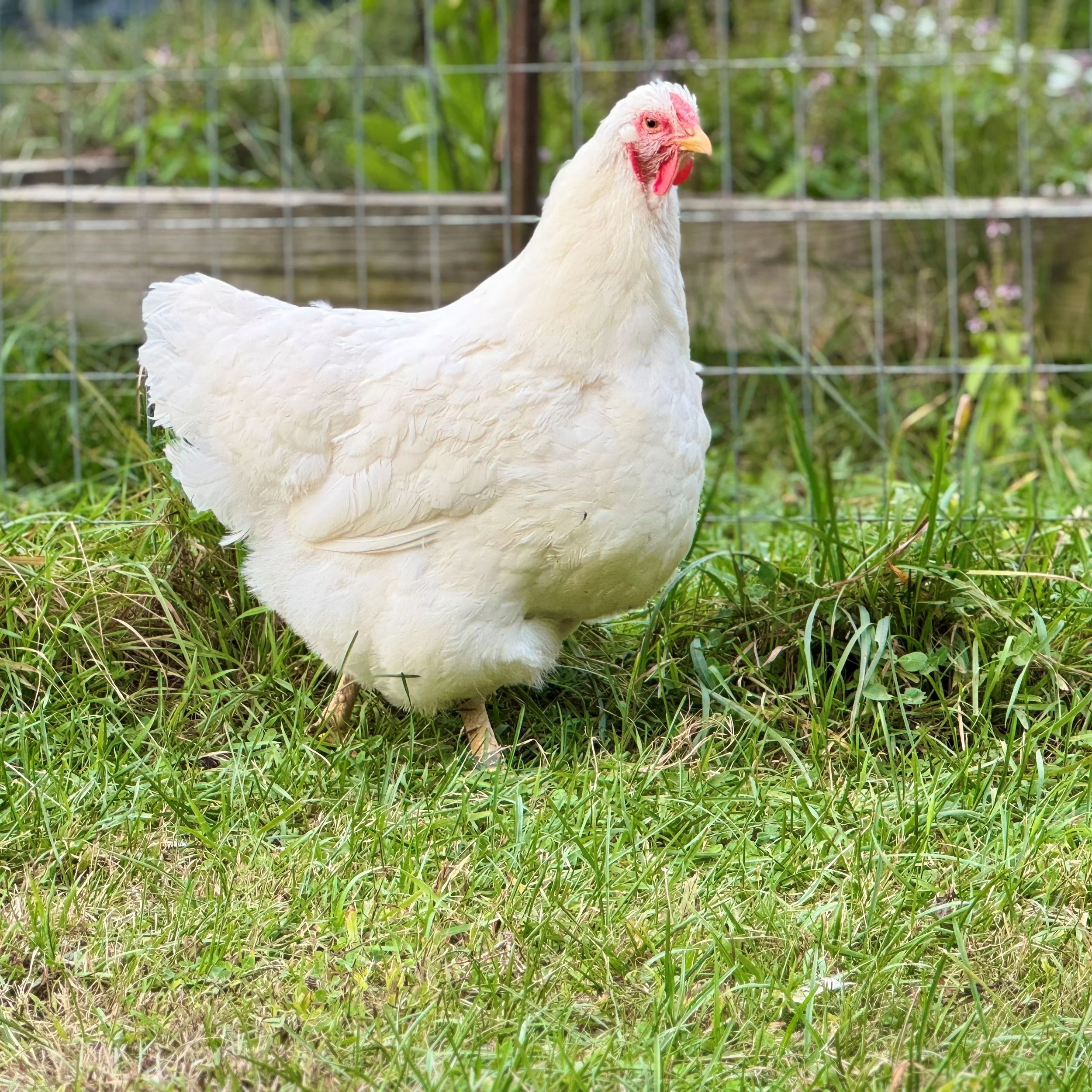 RIW Hen.JPG