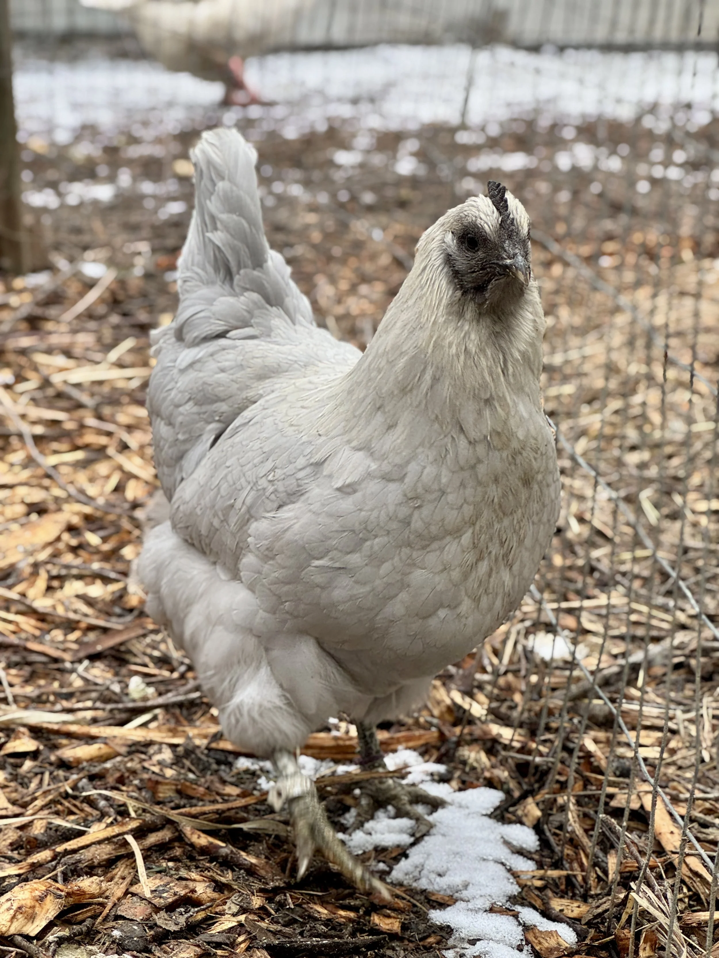 Hedemora Starter Pullet