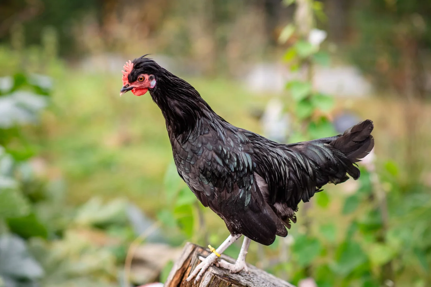 Bantam Lyonnaise Starter Pullet | Sugar Feather Farm