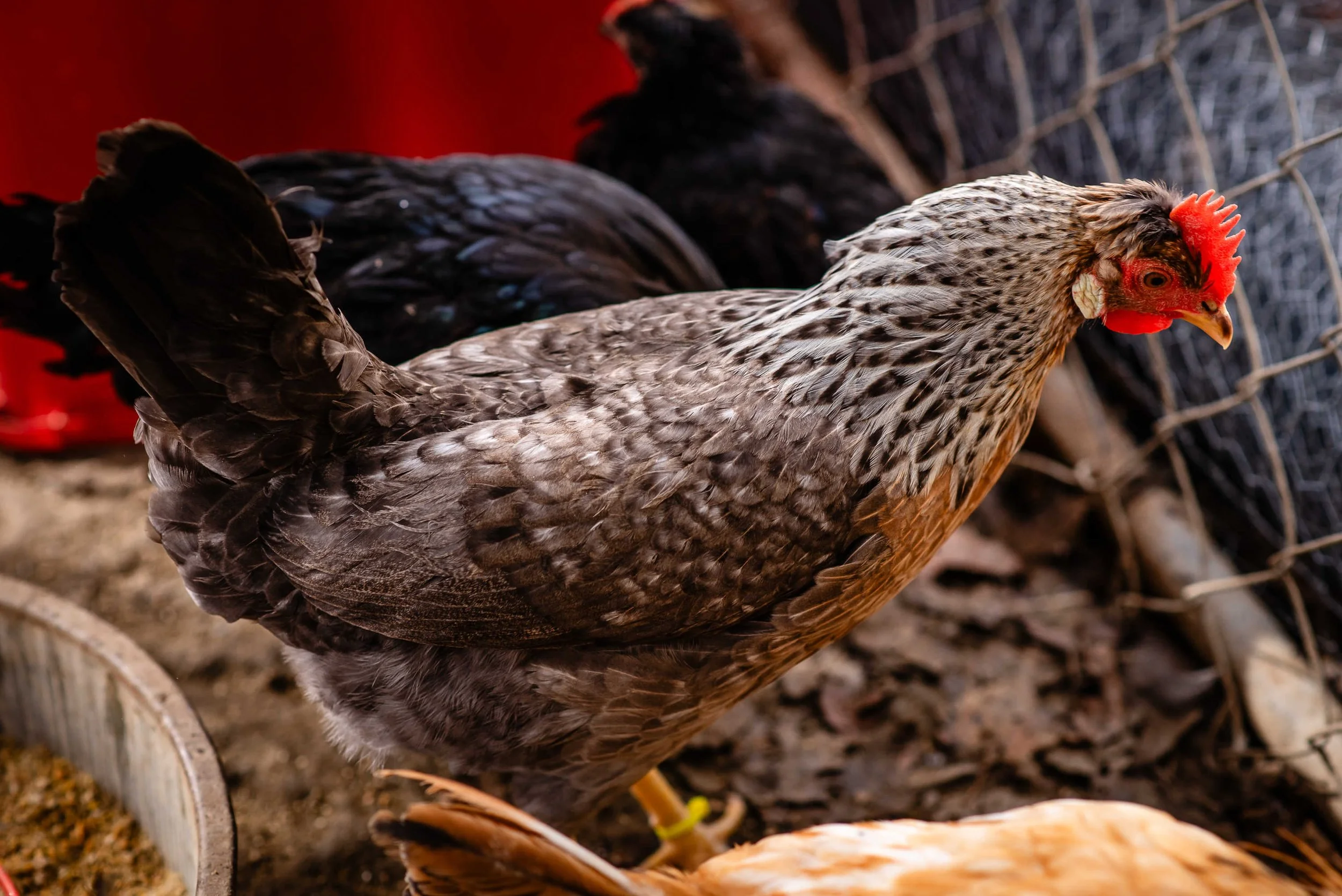 cream legbar hen.jpg