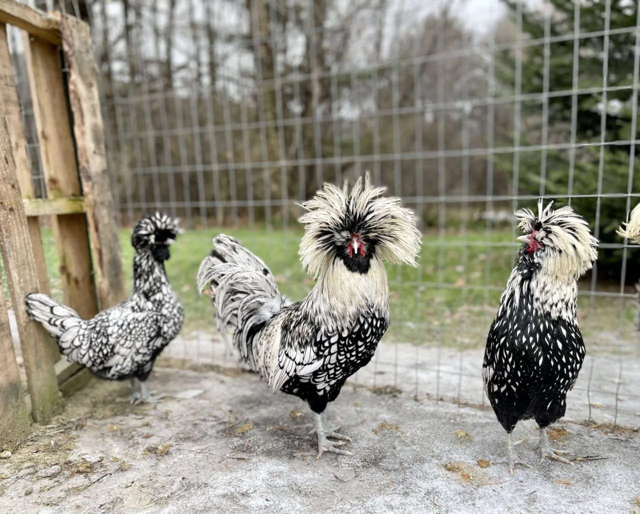 Tolbunt Polish Chicks | Sugar Feather Farm