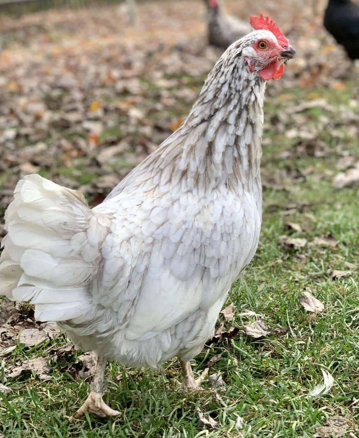 swedish_flower_hens_1.jpeg