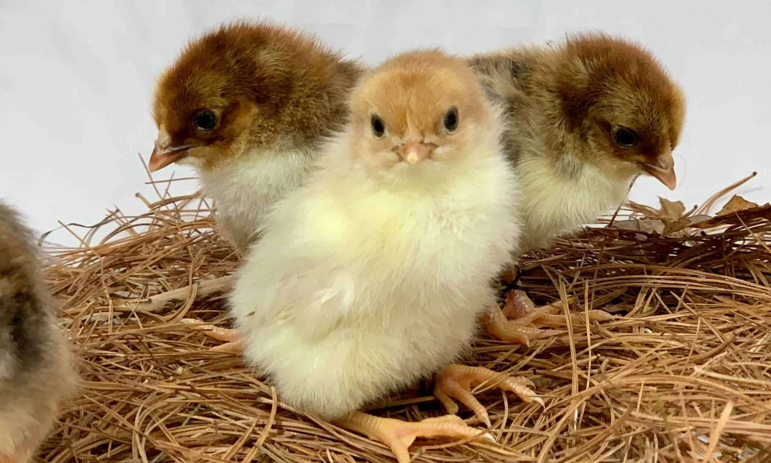 swedish flower hen chicks