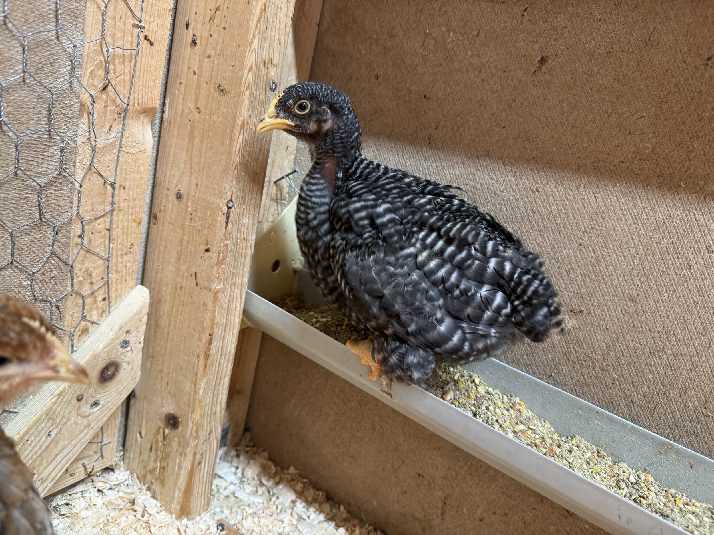 plymouth-rock-pullet.jpeg