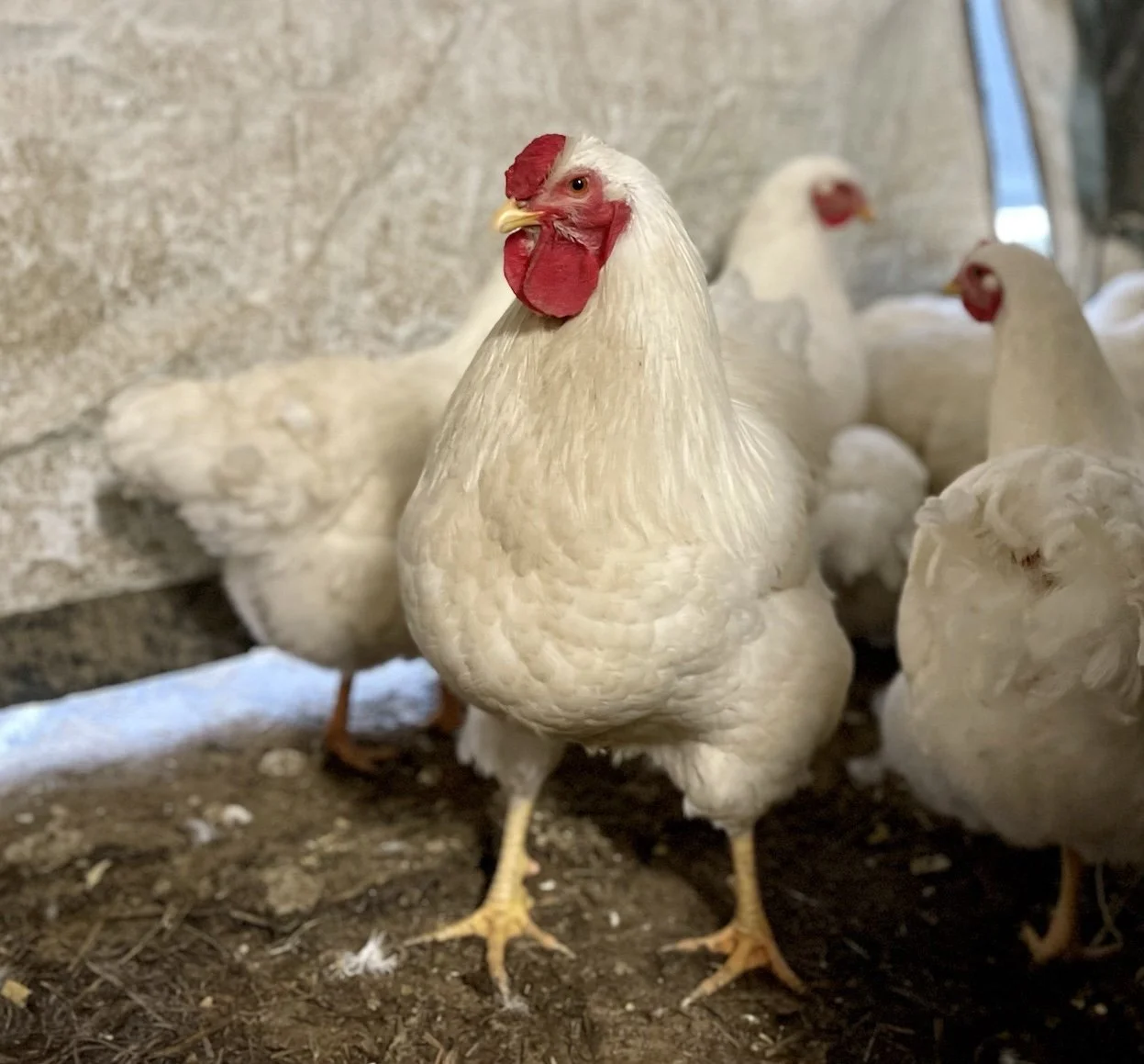 Sugar Feather True Blue Chicks | Sugar Feather Farm