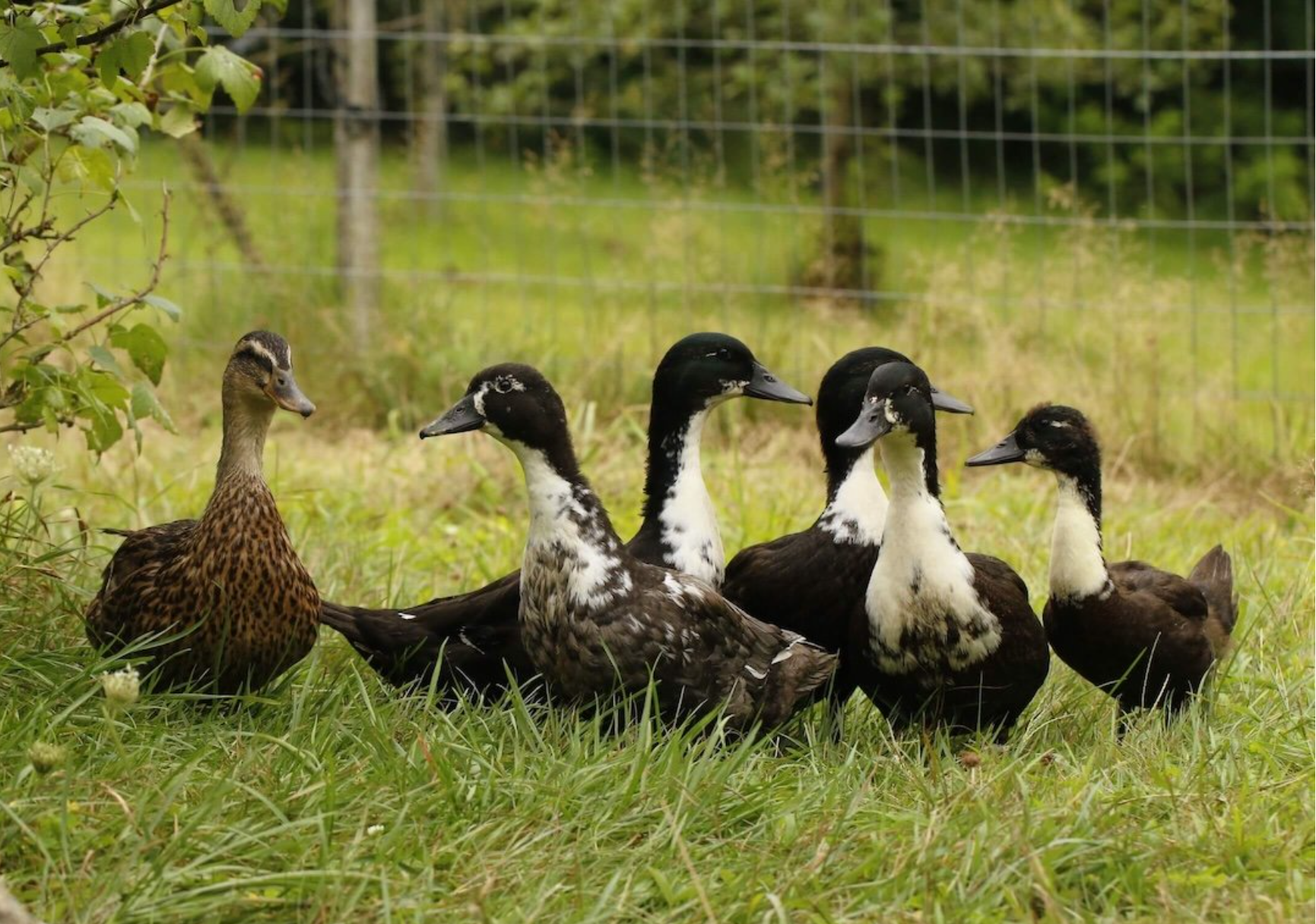 Screenshot 2025-07-02 144940.png