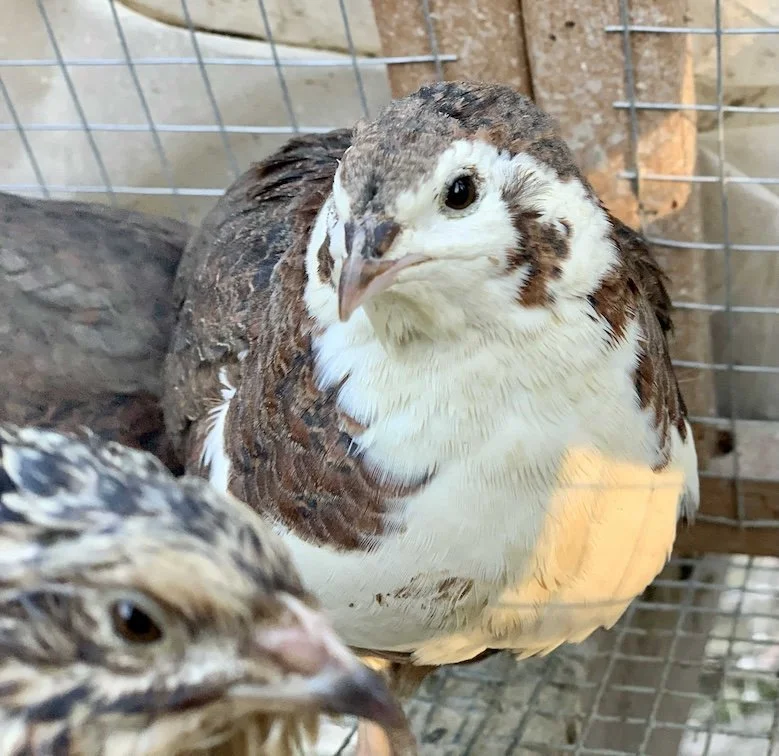 Discover the Coturnix Quail: A Tiny Powerhouse for Your Flock!