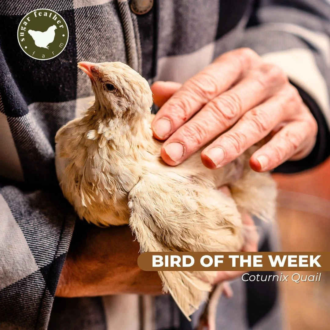 Bird of the Week: Coturnix Quail π£
Meet the small but mighty Coturnix Quail, one of the most versatile birds you can raise! Loved by homesteaders, hobbyists, and even apartment dwellers, these quail prove that you don’t need a big space to en