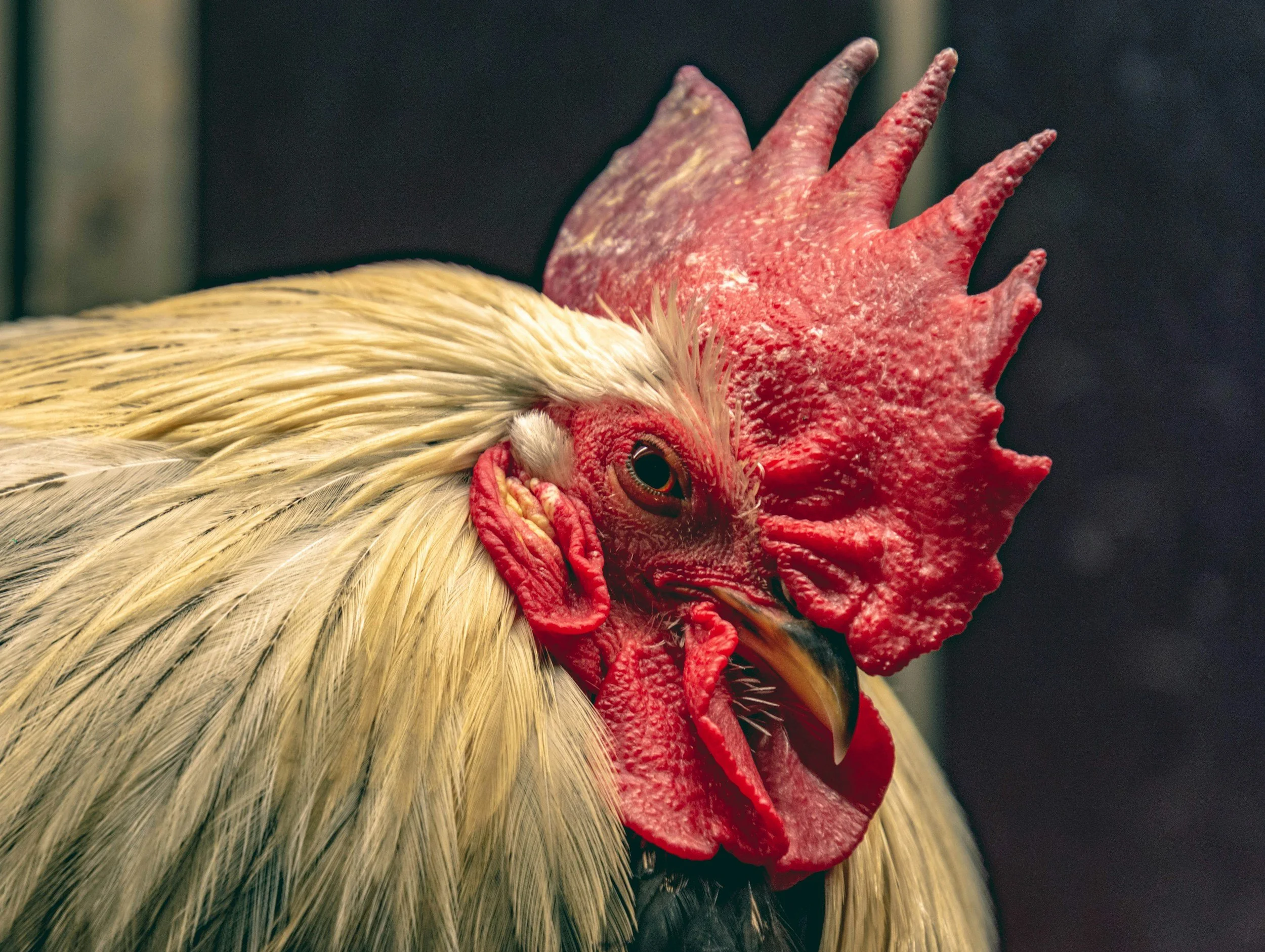 Coccidiosis in Chickens Part 2: What to Watch For and How to Respond