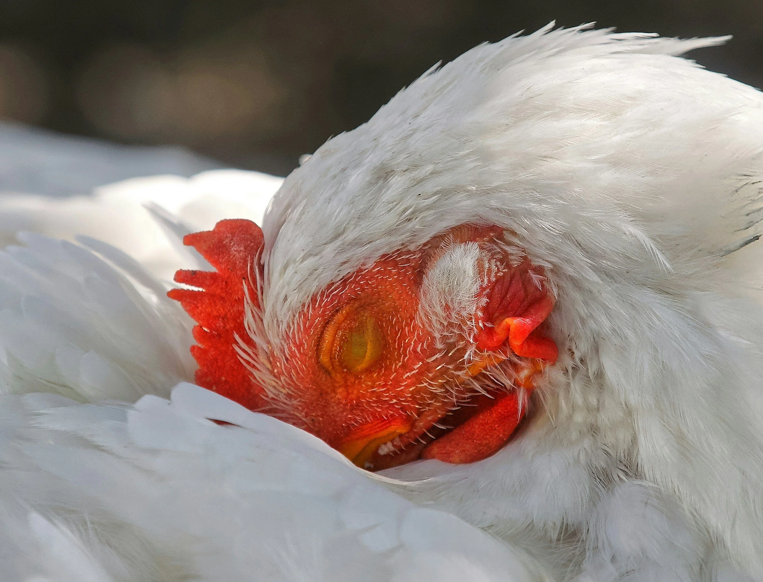 Coccidiosis in Chickens Part 3: Recovery, Prevention &amp; Building a Stronger Flock