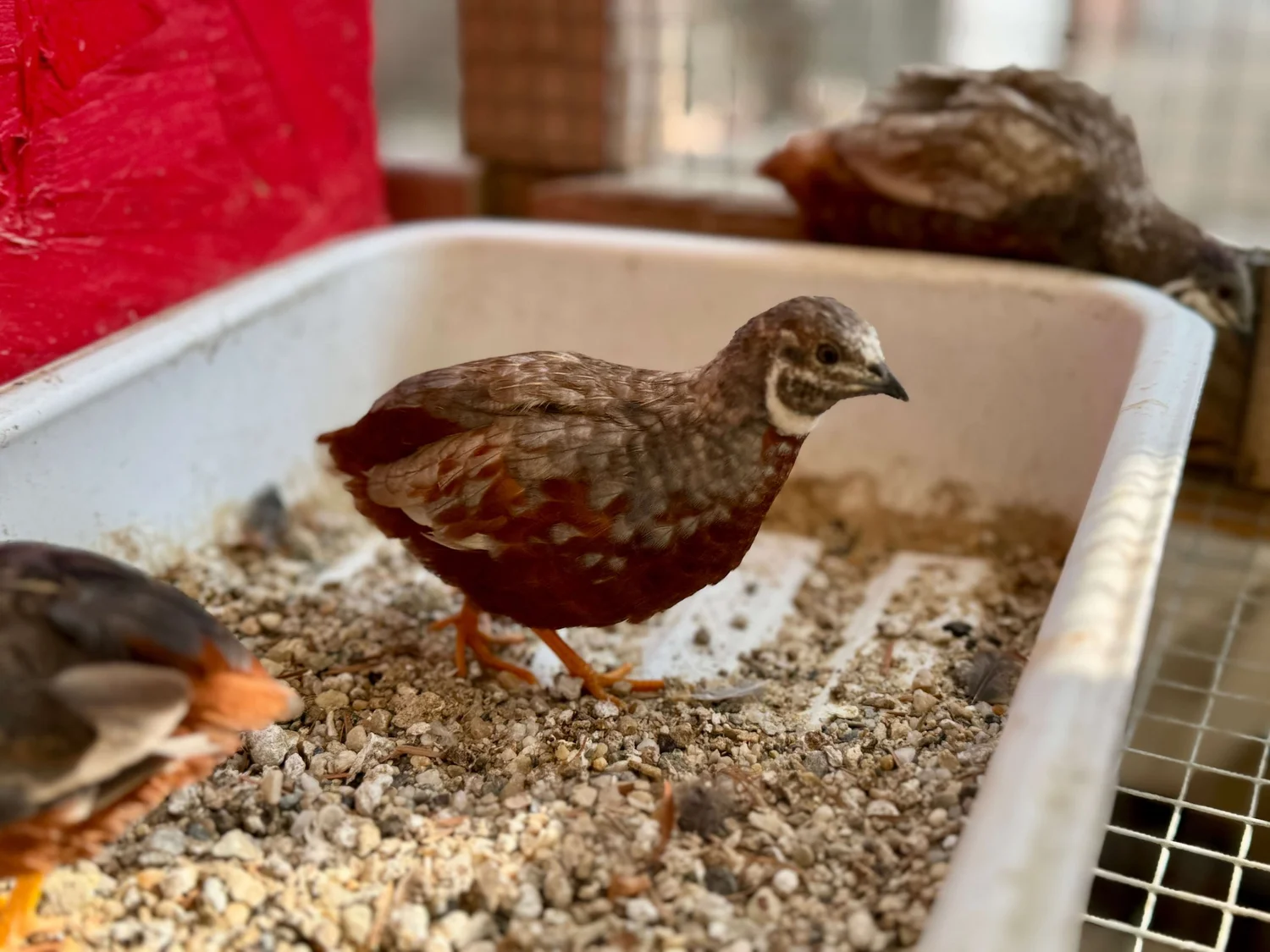 Button Quail Chicks | Sugar Feather Farm