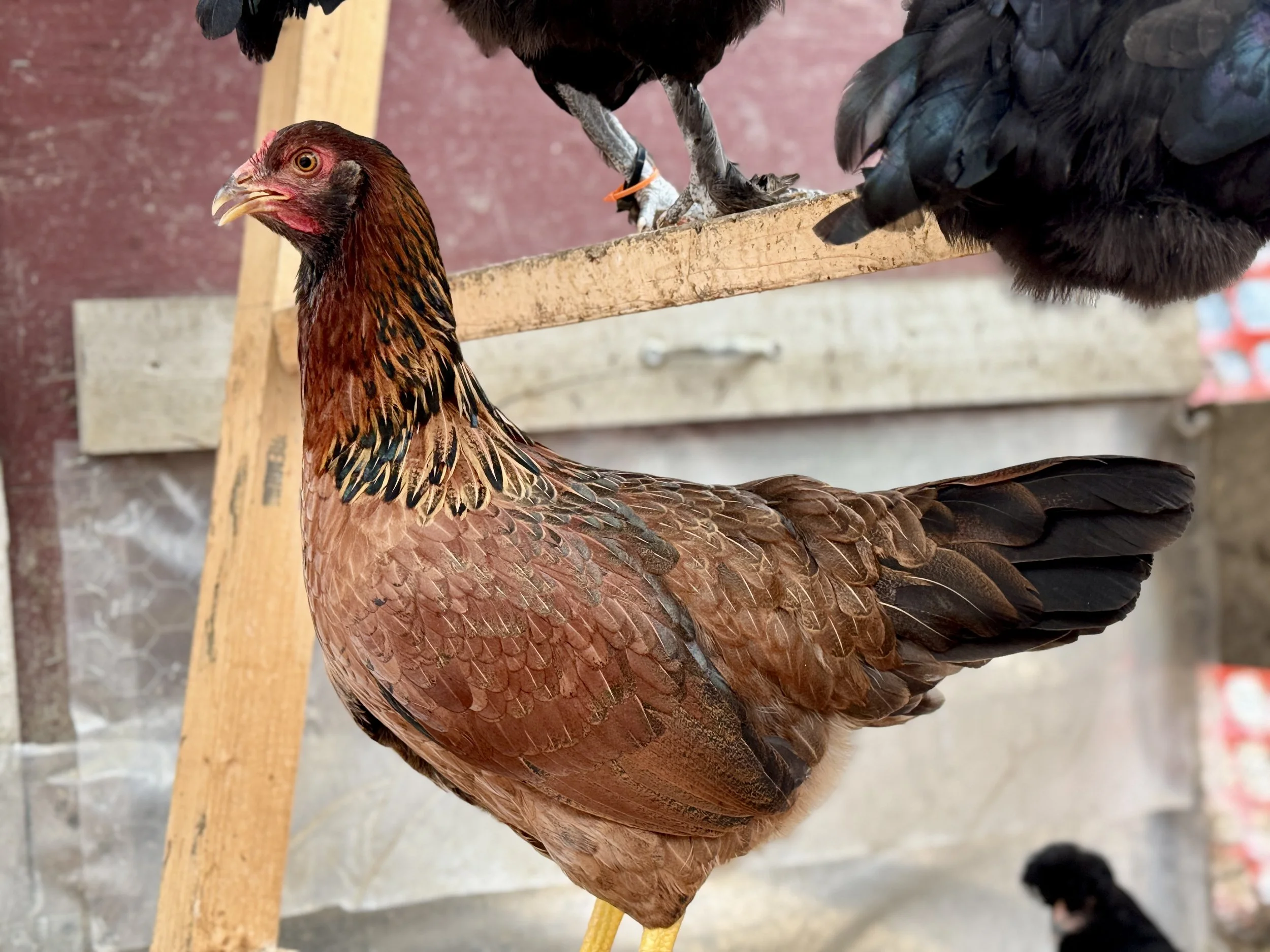 Welsummer_True_Blue_Hen_Chicken.JPG