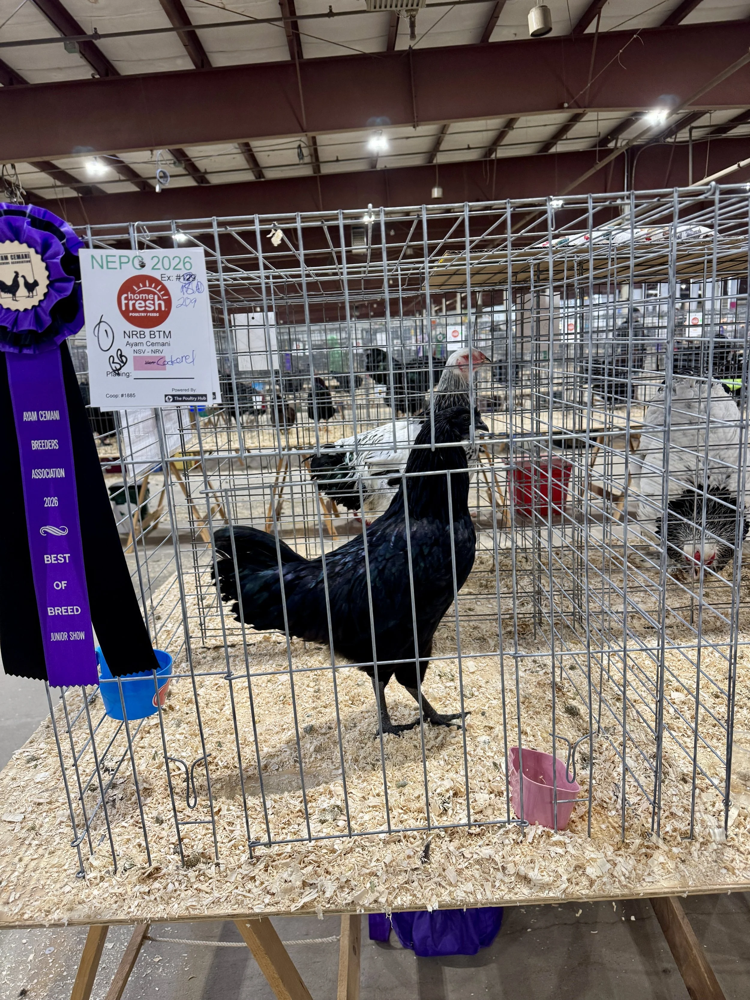 Ayam Cemani Cockerel Best of Breed Show.JPG