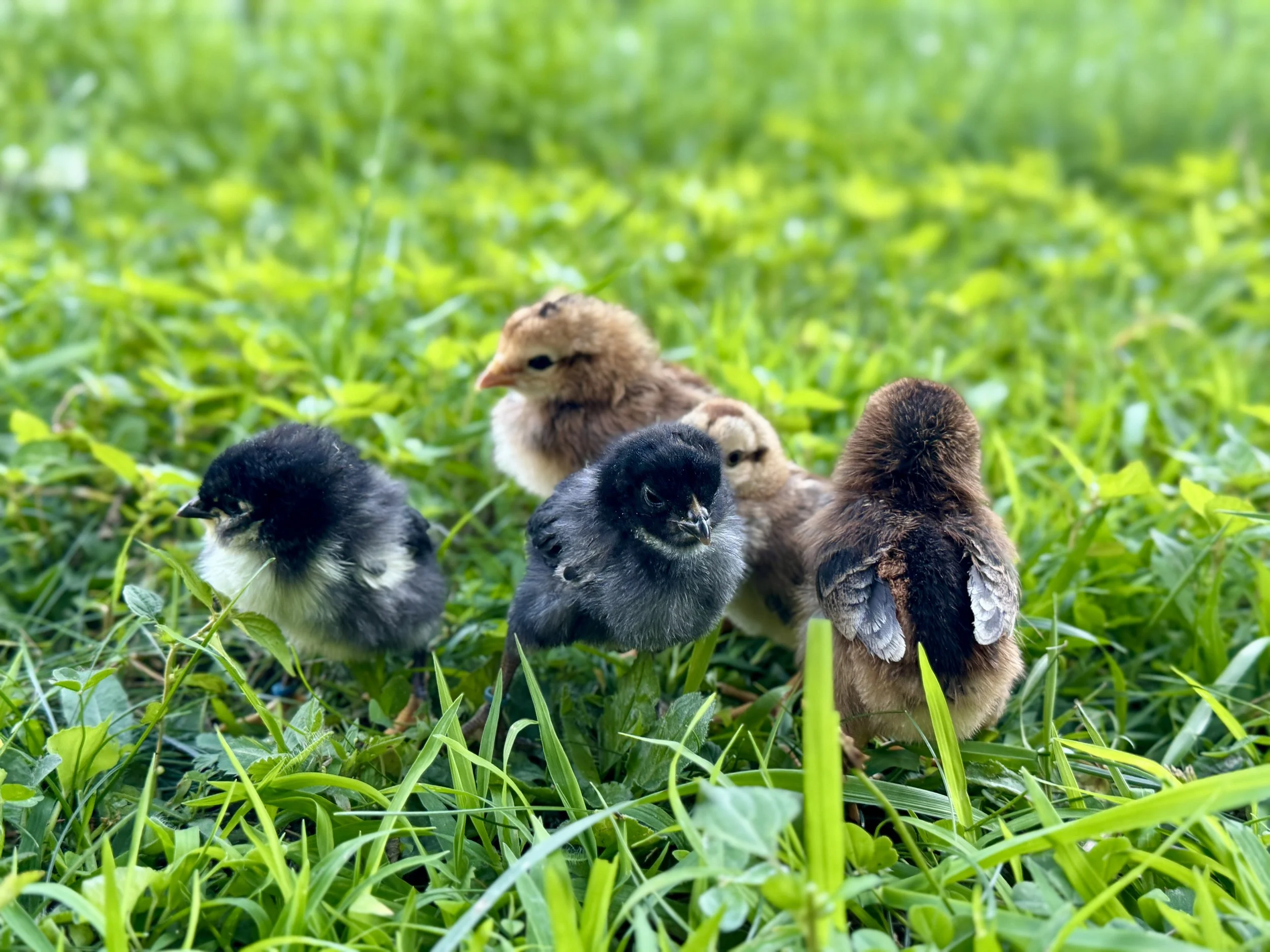 Easter_Egger Chicks.JPG
