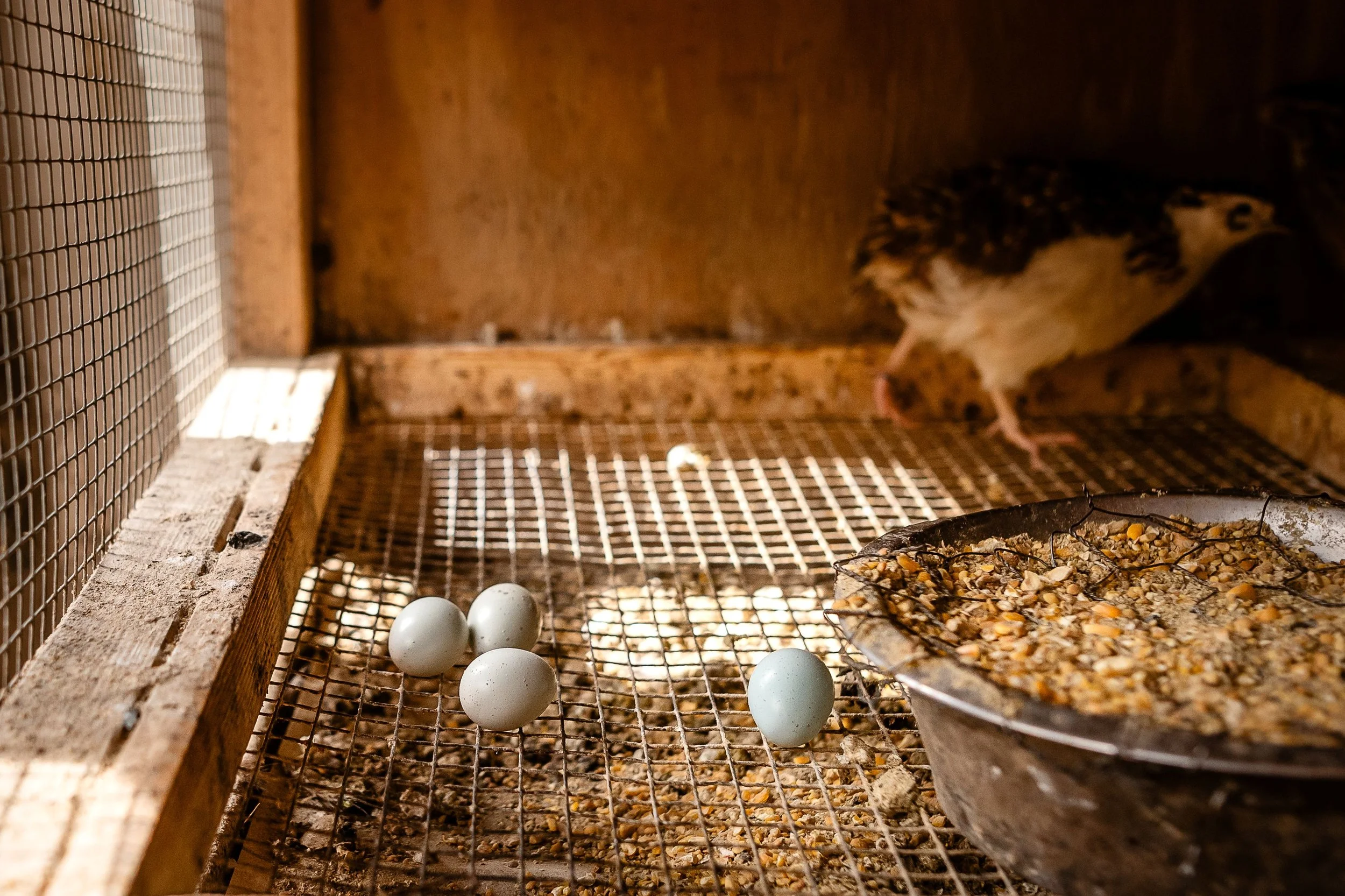 celadon quail.jpg