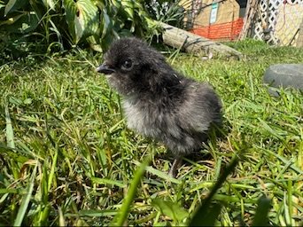 blk_silkie_chick.jpeg