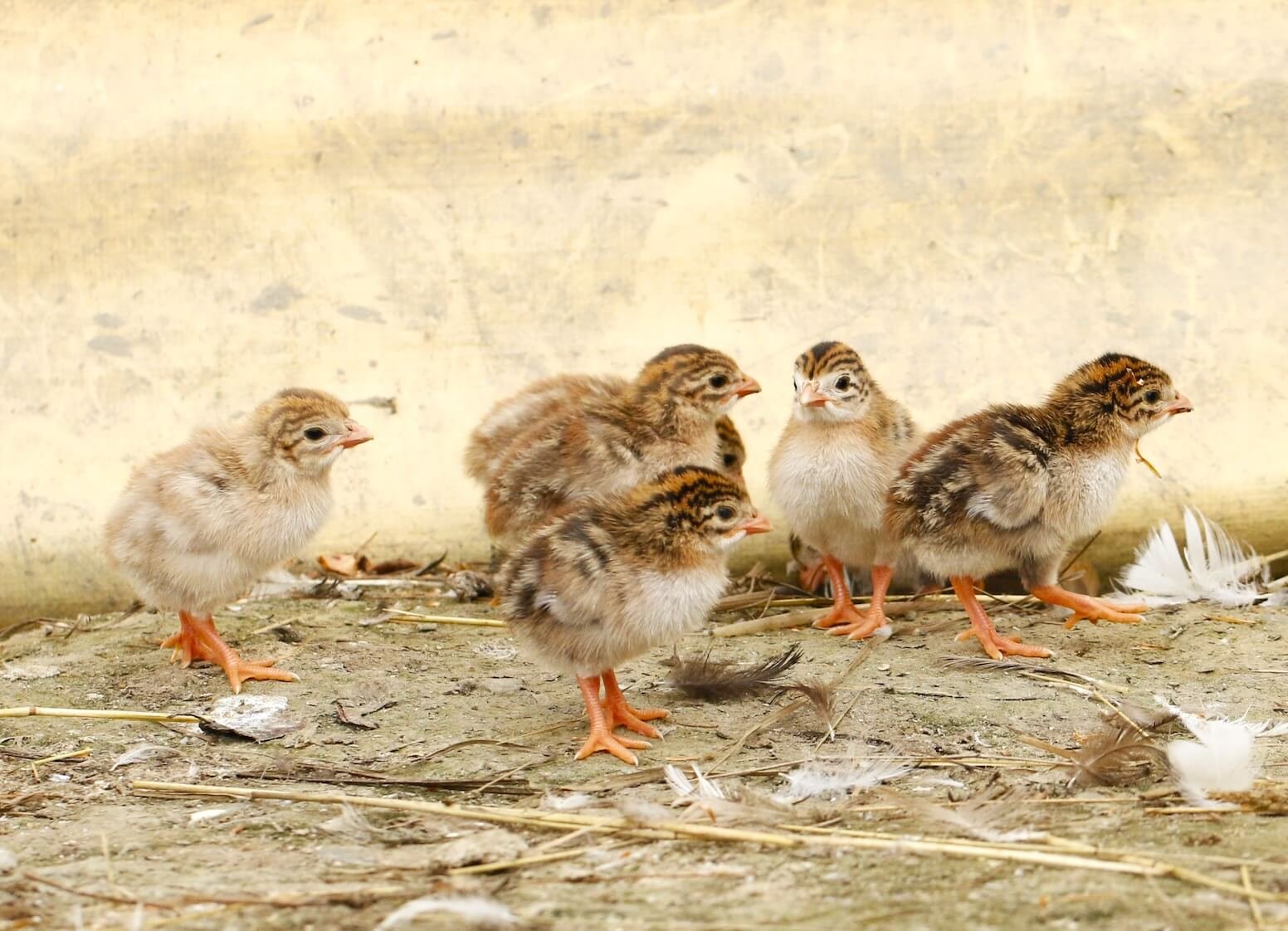 guinea-keets-sugar-feather-farm-vermont.jpg