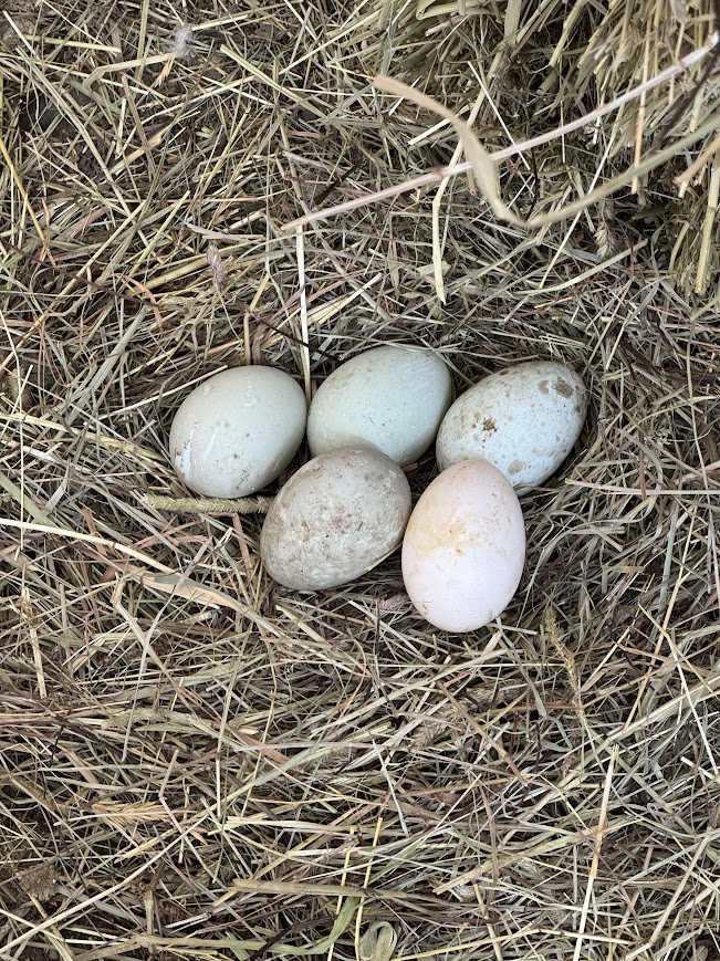cuyuga_duck_eggs.jpg