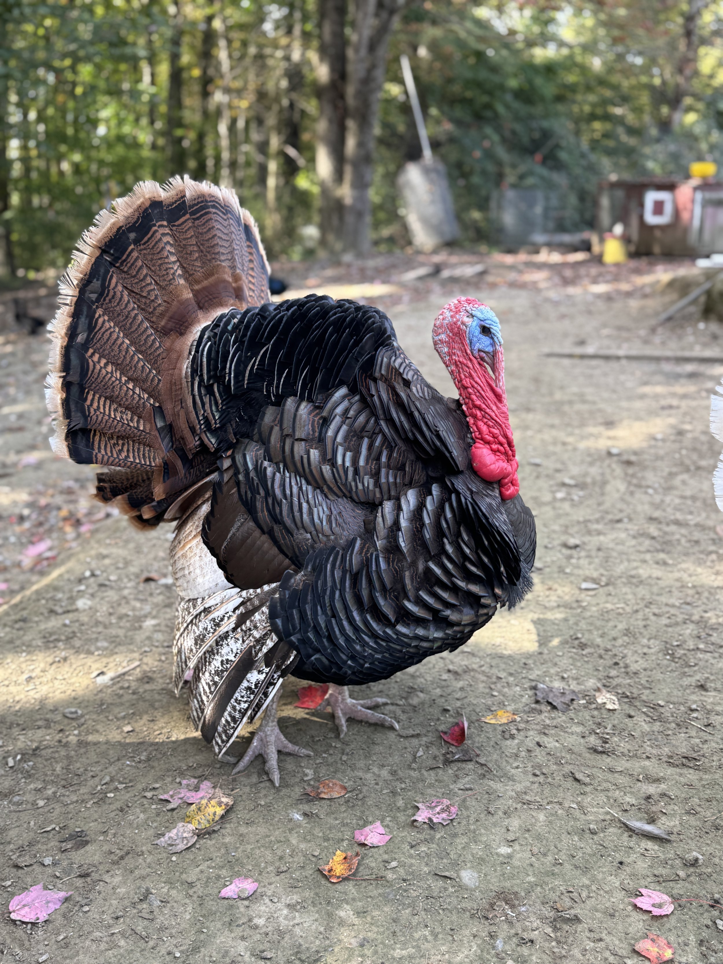 Heritage Bronze Turkey.JPG