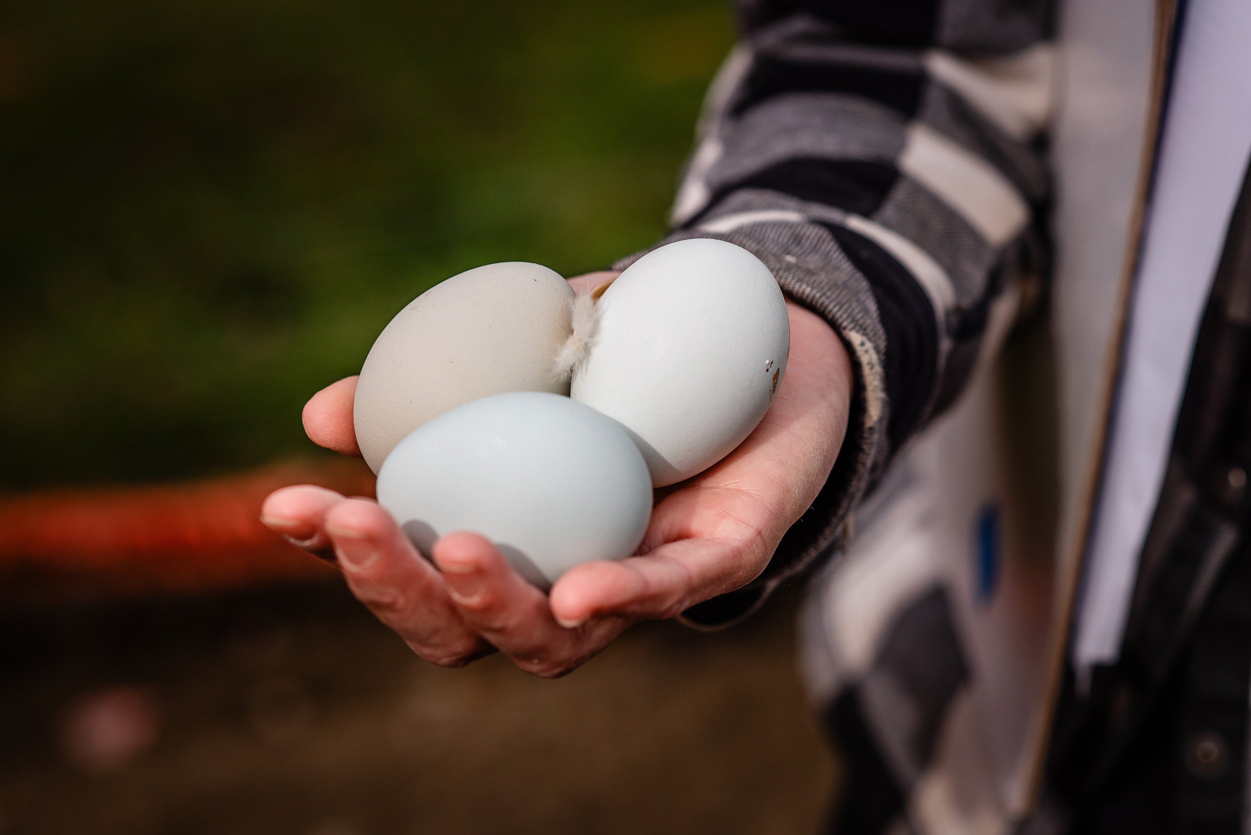 Easter_Egger_Egg(1).jpg