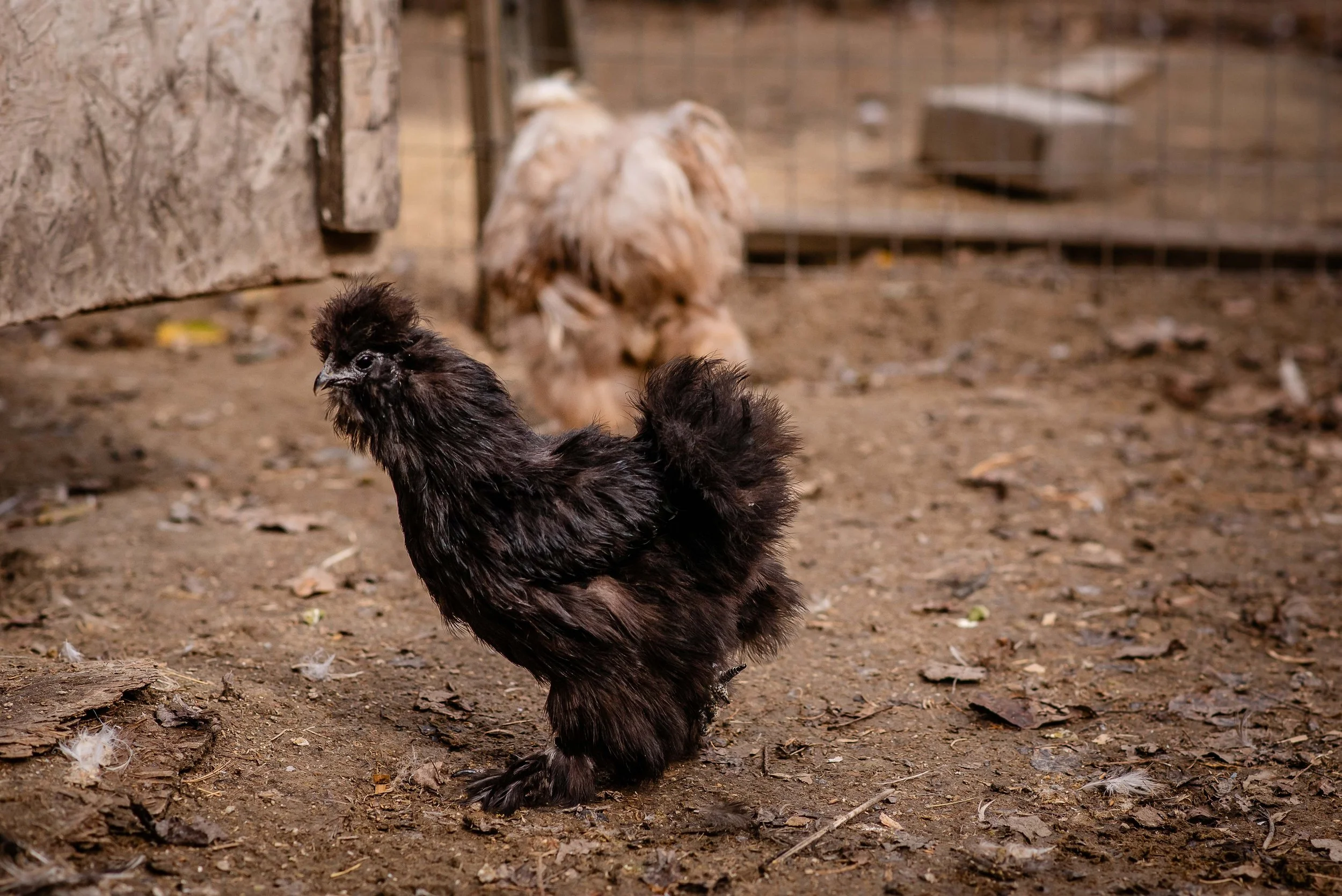 black silkie hen.jpg