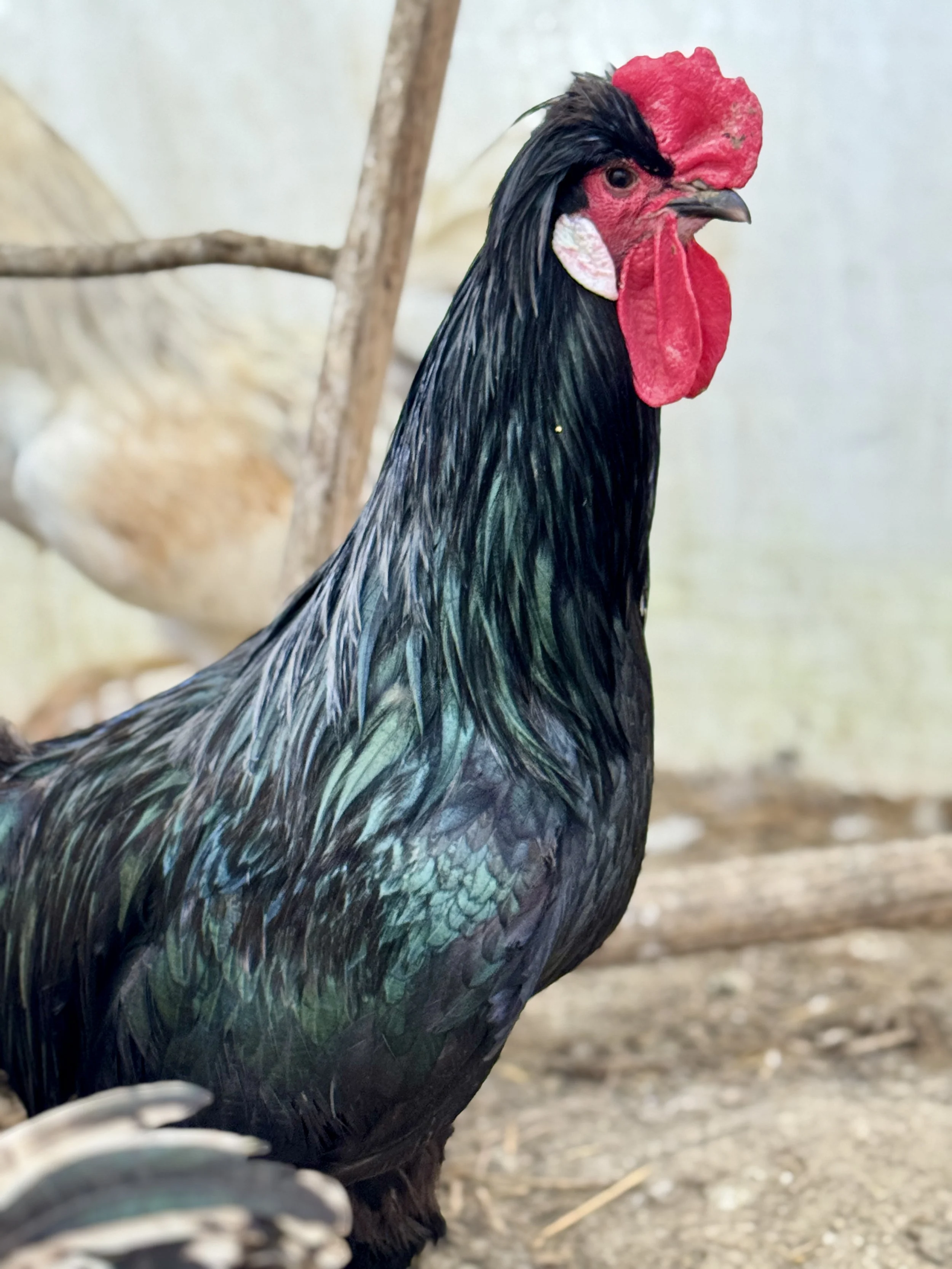 Lyonnaise_rooster.JPG