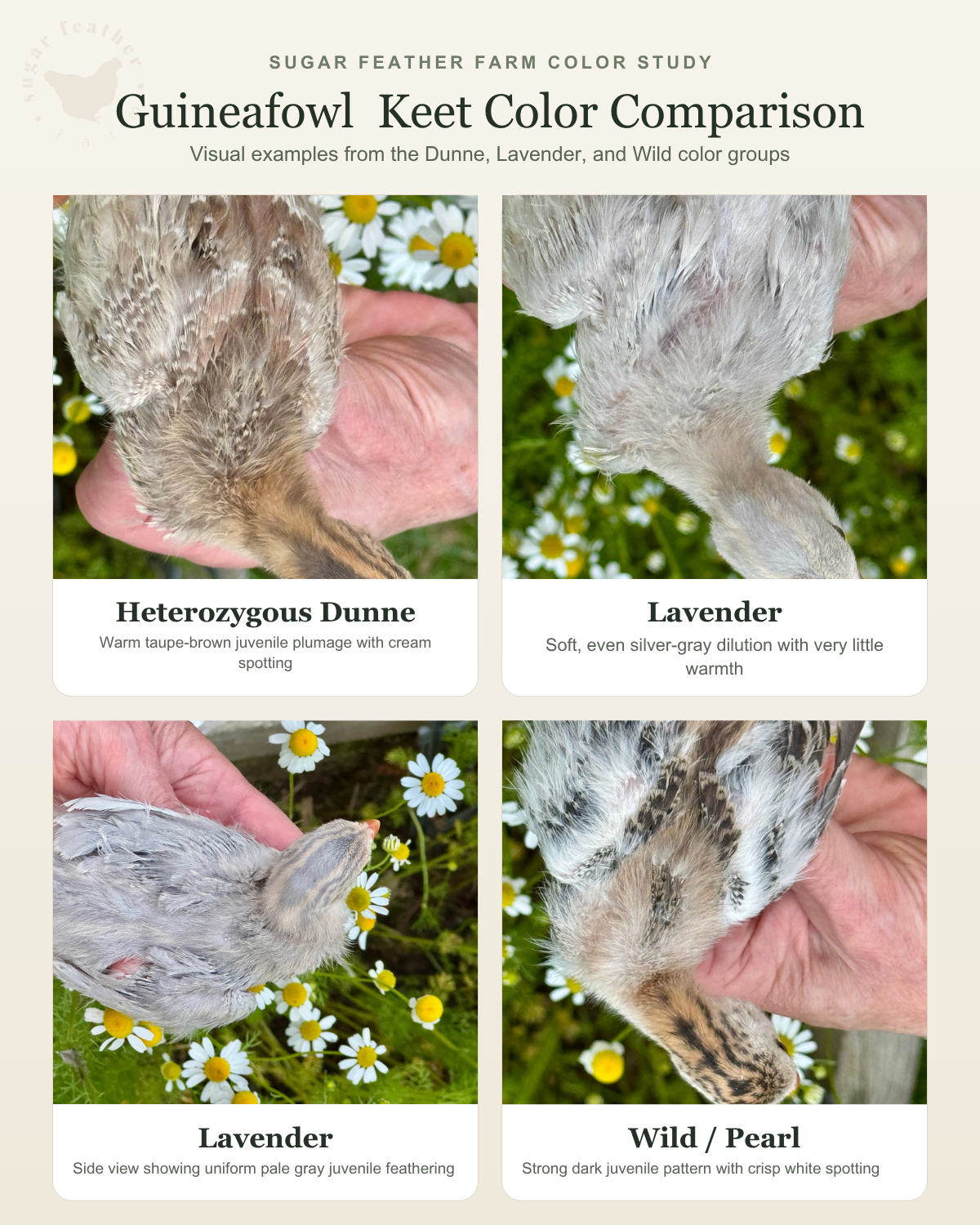 Guineafowl keet Color Comparison.png