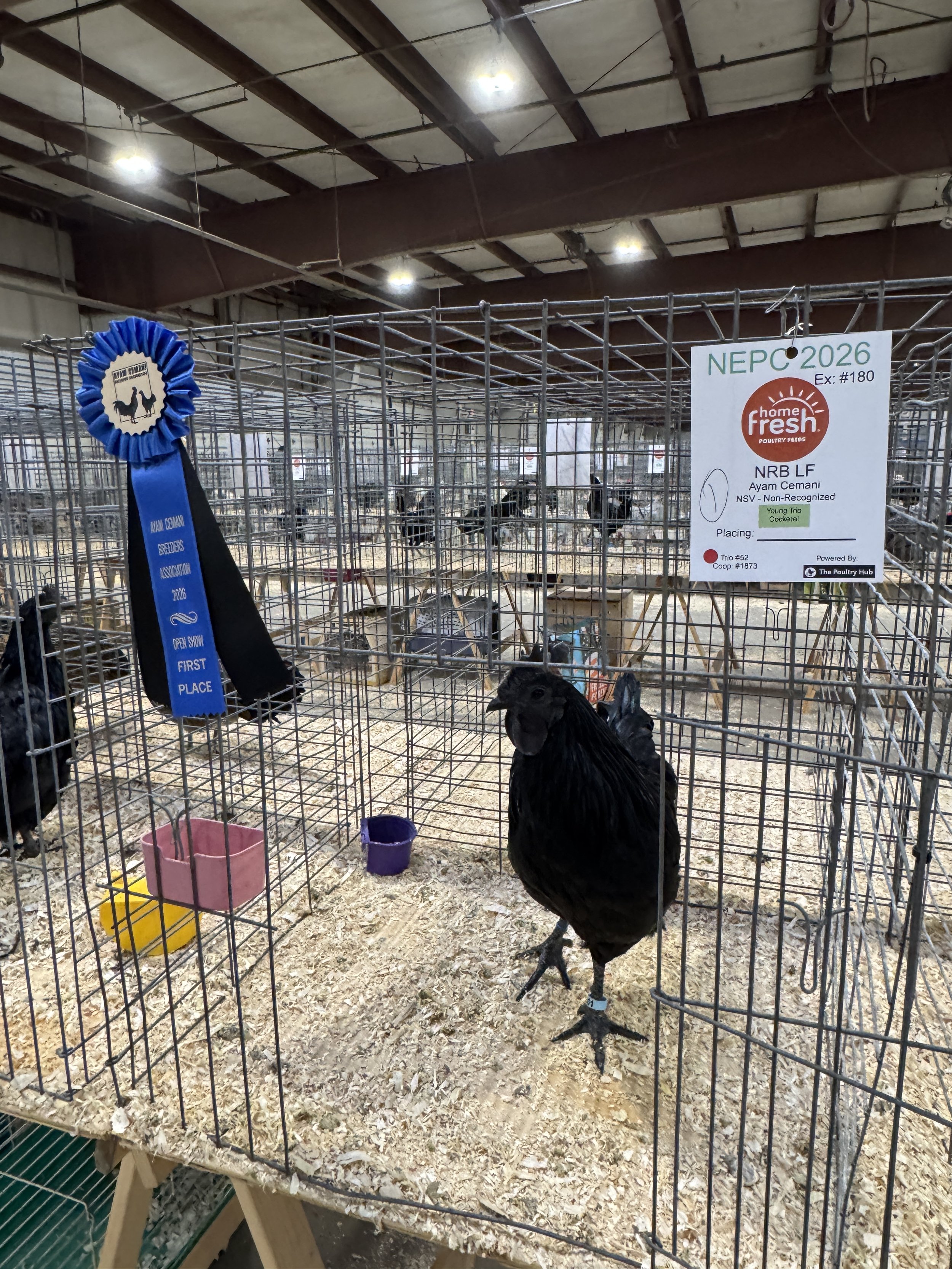 Ayam Cemani Hen First Place Show.JPG