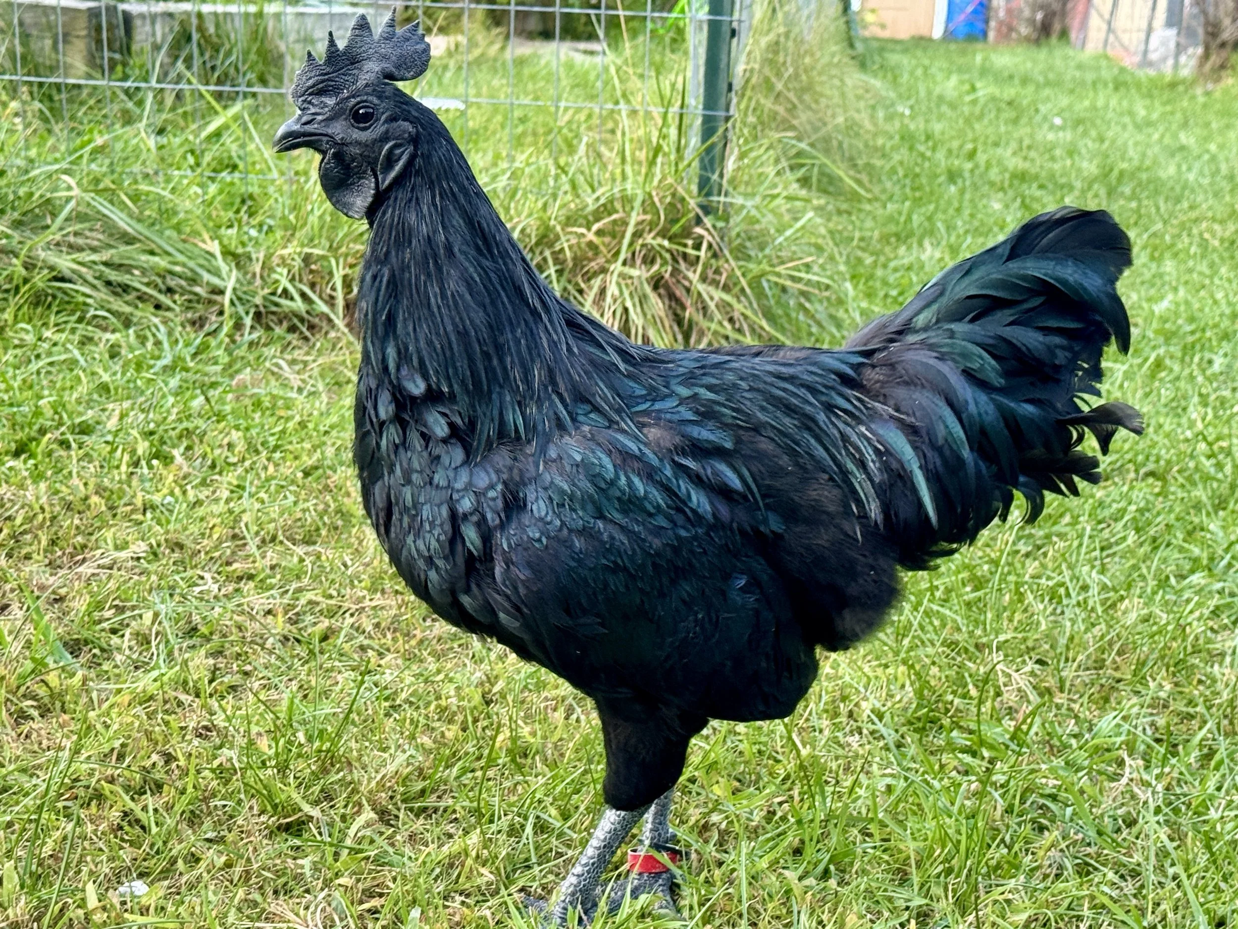 Ayam Cemani Cockerel.jpg